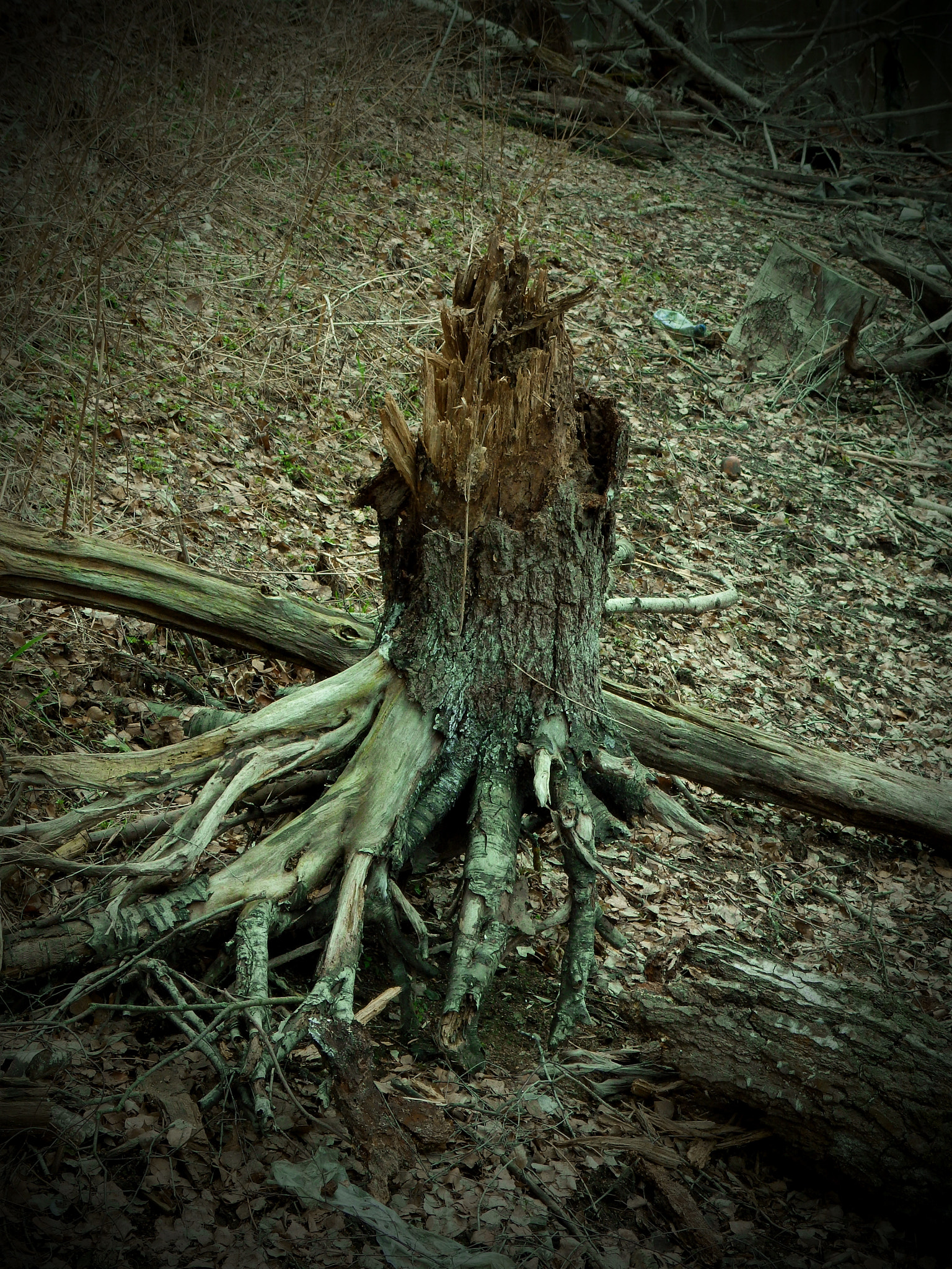 Olympus SH-50 sample photo. Stump photography