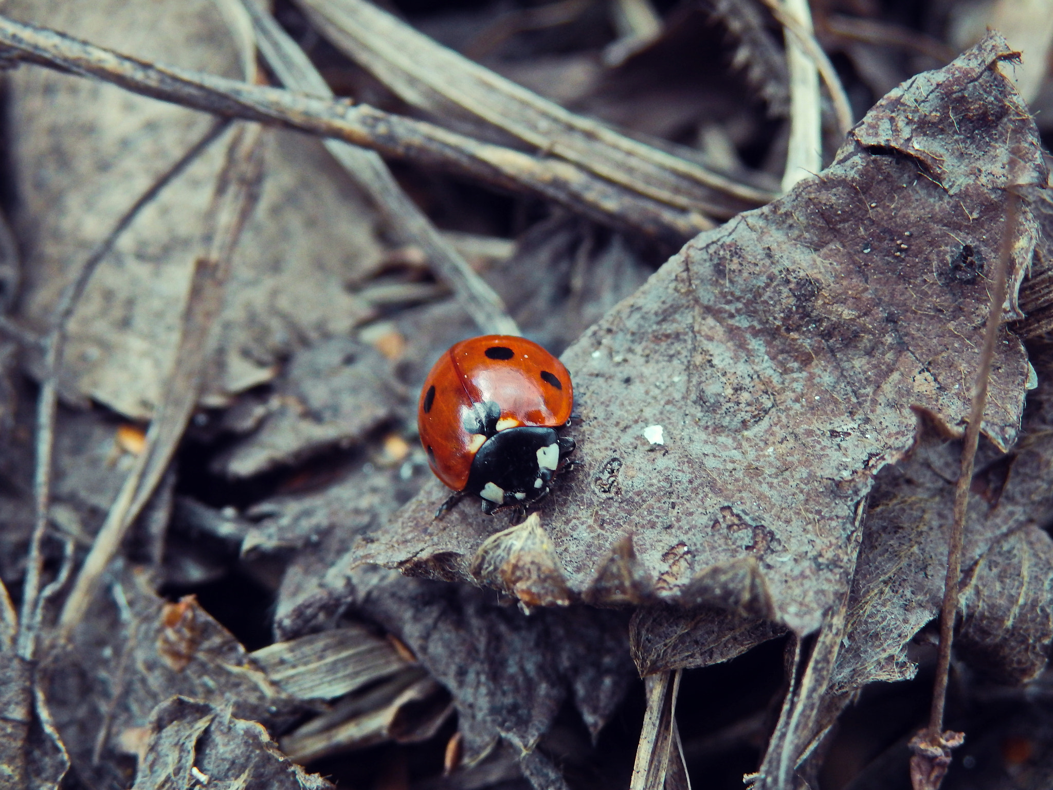 Olympus SH-50 sample photo. Ladybug photography