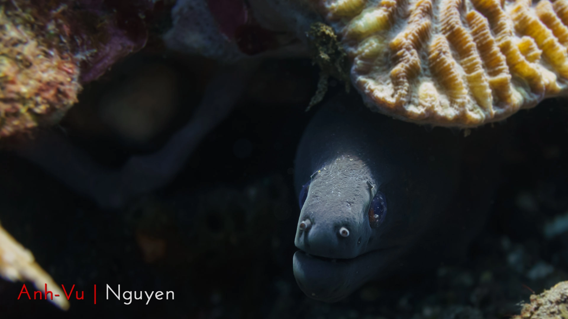 Sony Alpha NEX-5R + Sony E 30mm F3.5 Macro sample photo. Black moray eel photography