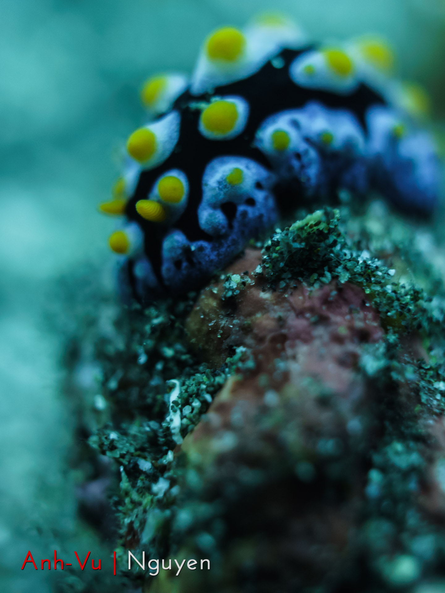 Sony Alpha NEX-5R + Sony E 30mm F3.5 Macro sample photo. Nudibranch photography