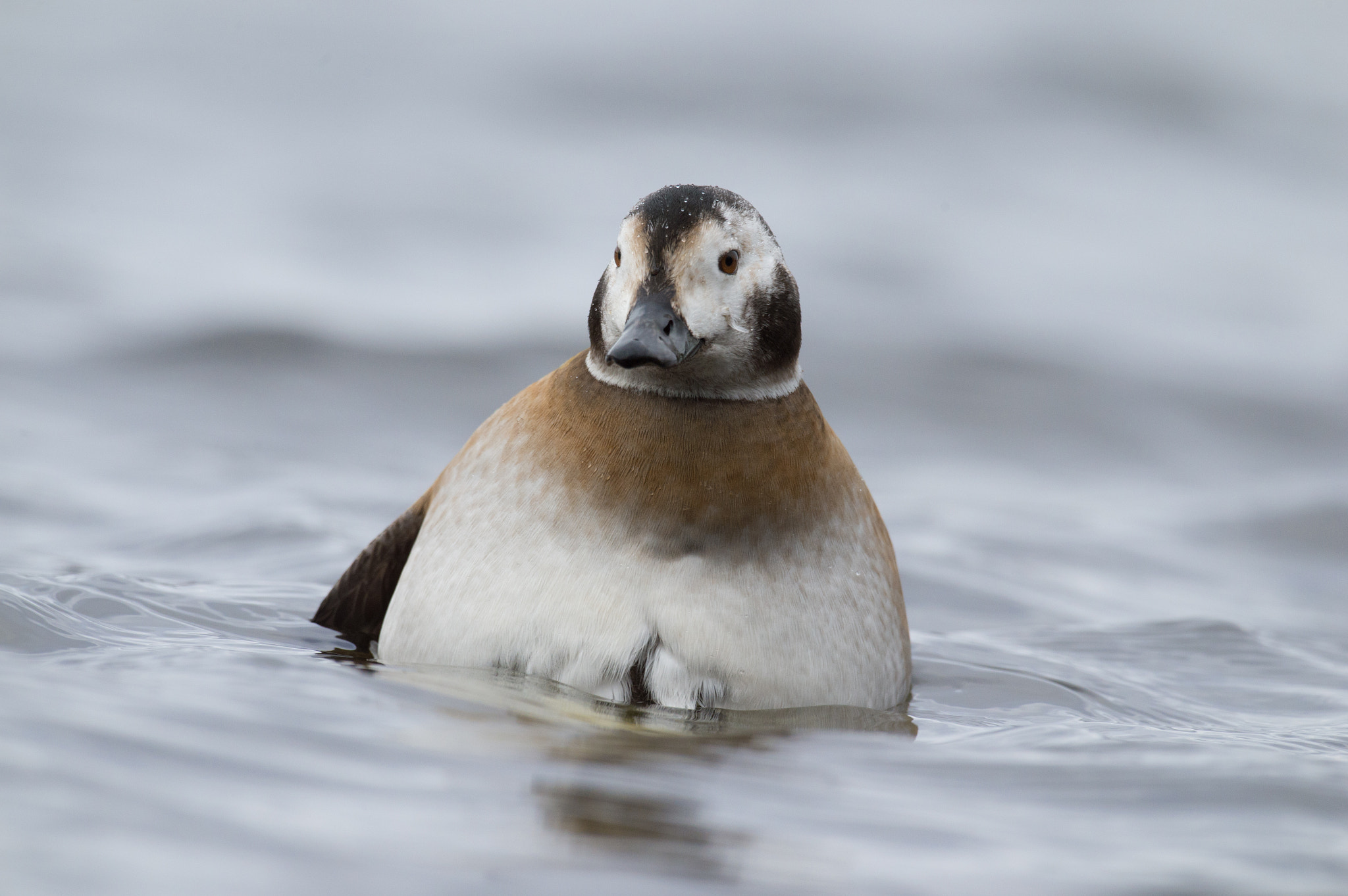 Nikon D4 + Sigma 24-60mm F2.8 EX DG sample photo. Harelde kakawi, clangula hyemalis, long-tailed duck photography