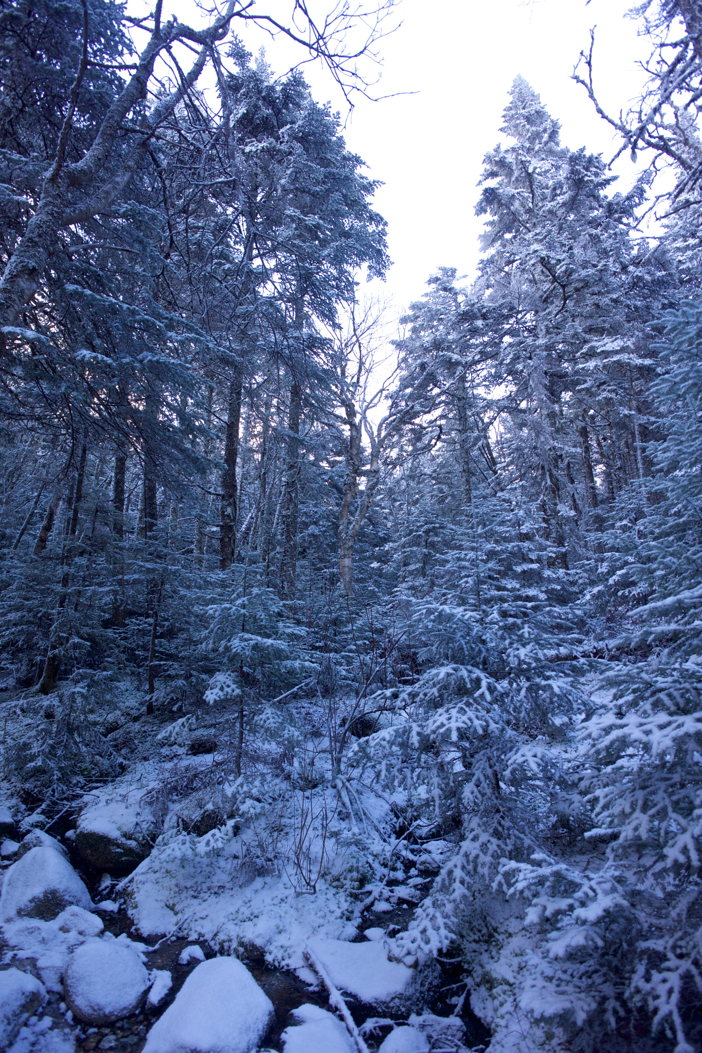 ZEISS Touit 12mm F2.8 sample photo. Dawn dusting on the crawford path photography