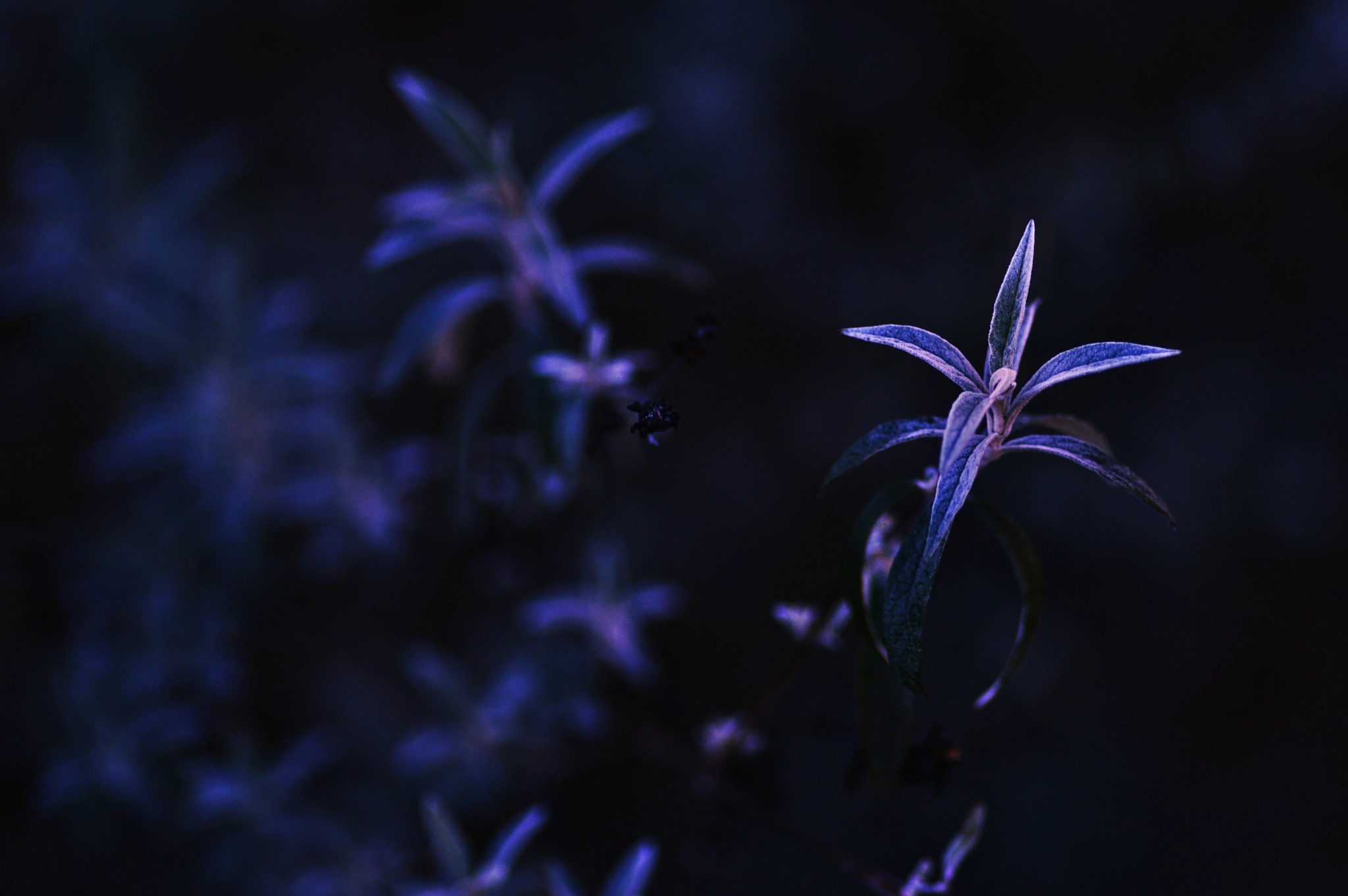 Nikon D3200 + Tokina AT-X Pro 100mm F2.8 Macro sample photo. Butterfly bush in blue photography