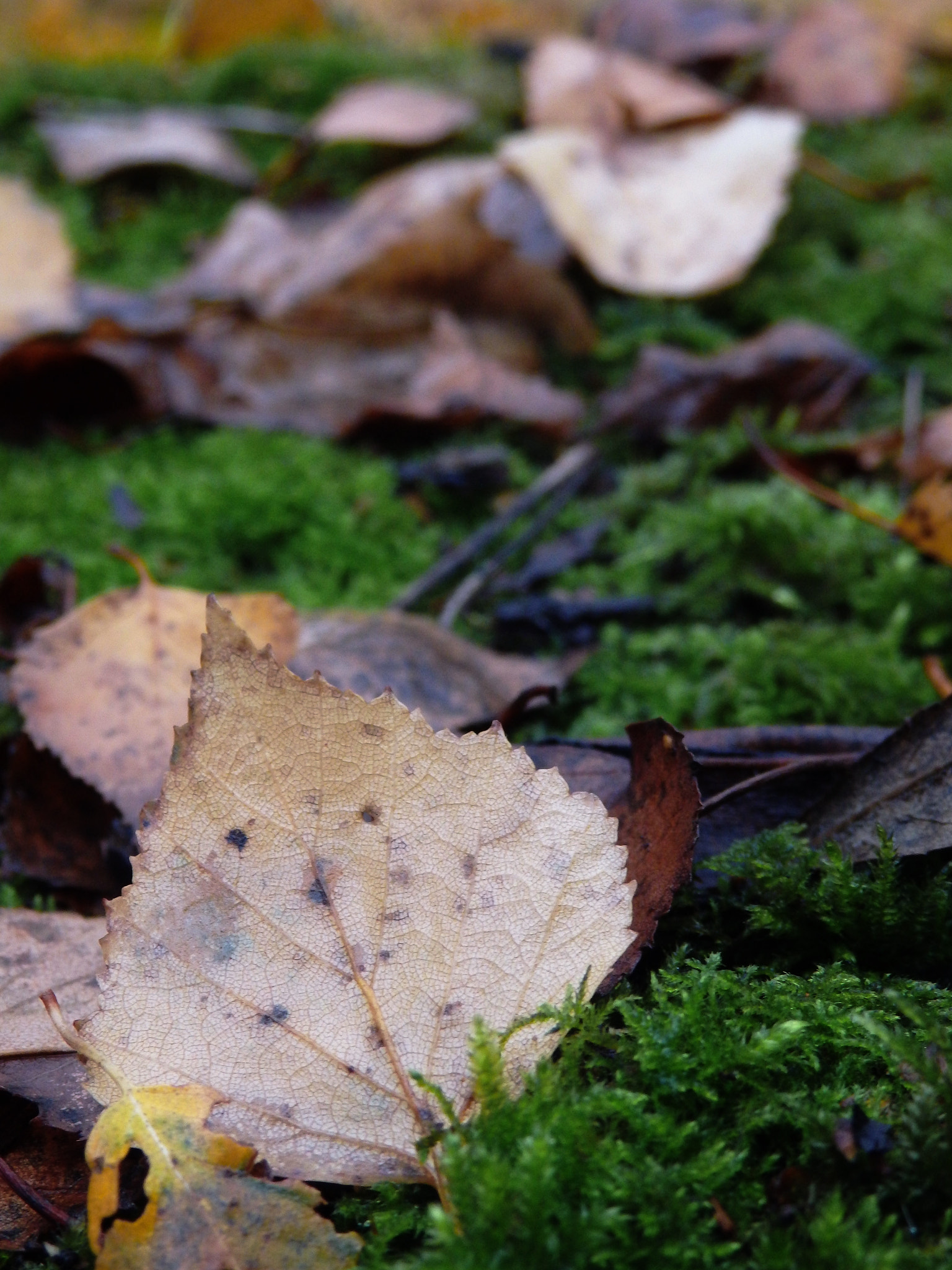 Olympus SH-50 sample photo. Autumn photography