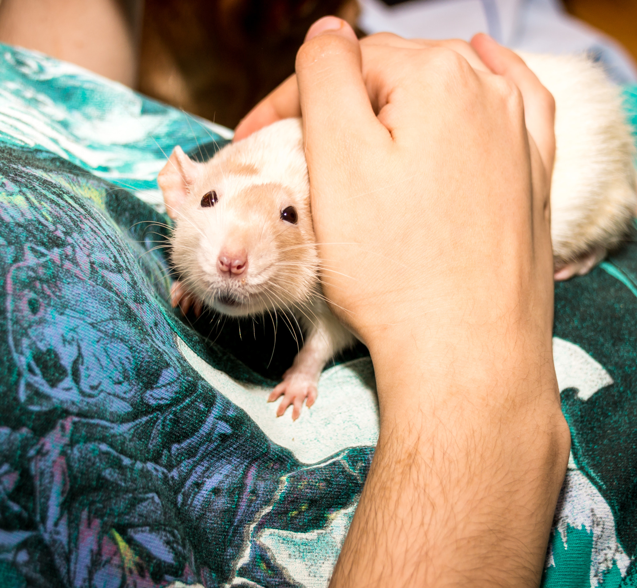 Sony SLT-A57 + Tamron AF 28-105mm F4-5.6 [IF] sample photo. Rat looking at camera photography