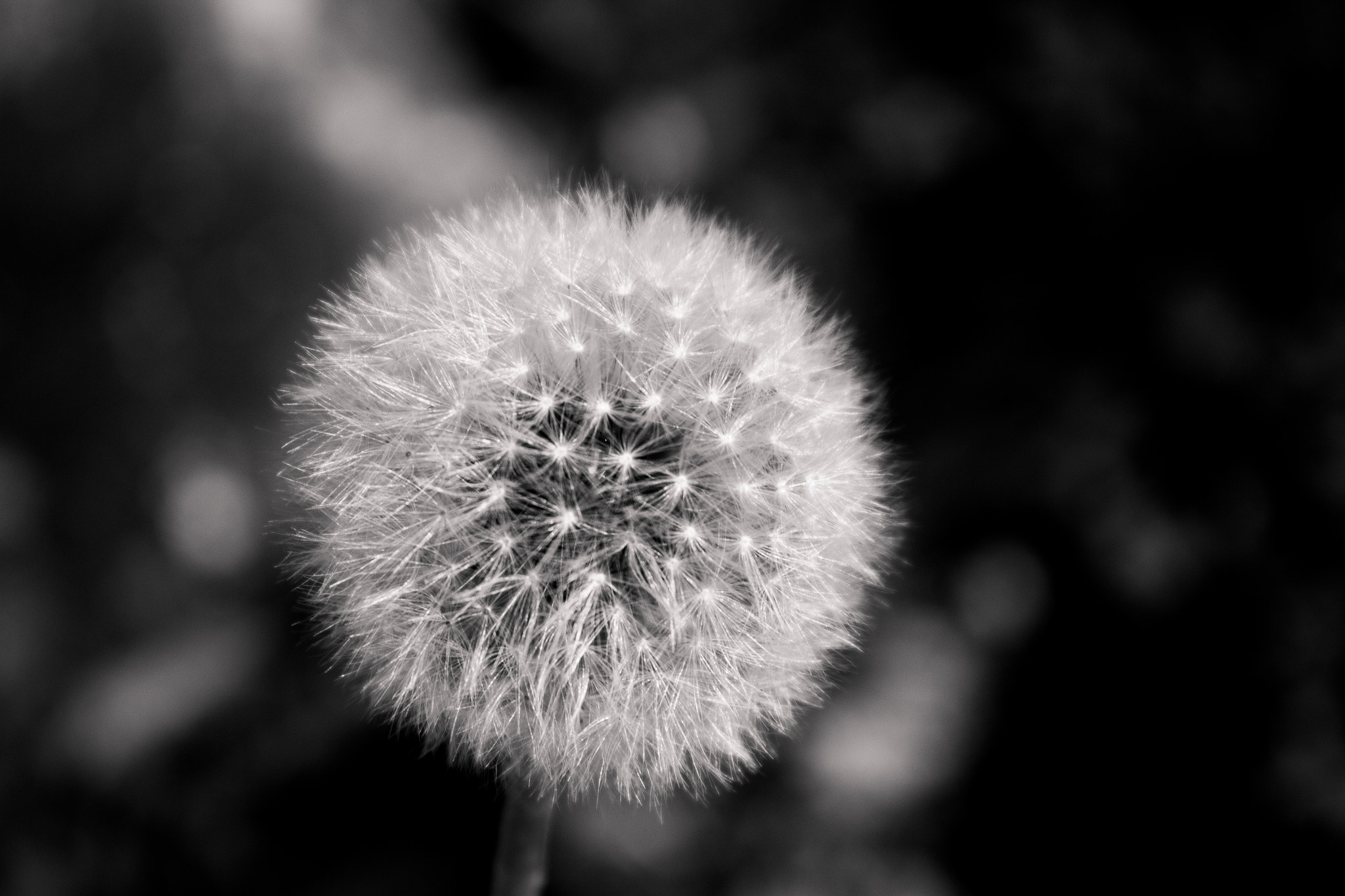 Canon EF-S 18-55mm F3.5-5.6 III sample photo. Dandelion photography