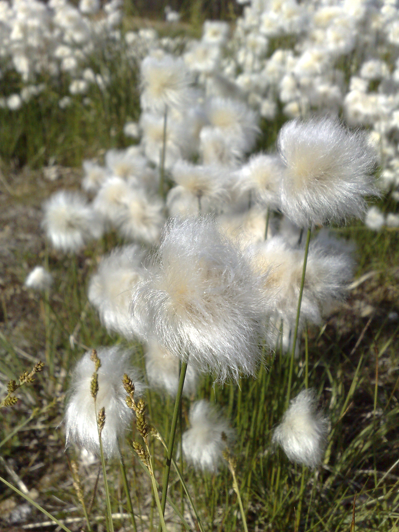 Nokia N95 sample photo. Eriophorum photography