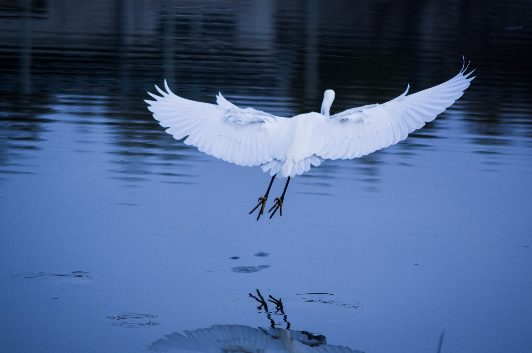 Pentax smc DA 55-300mm F4.0-5.8 ED sample photo. White wing photography