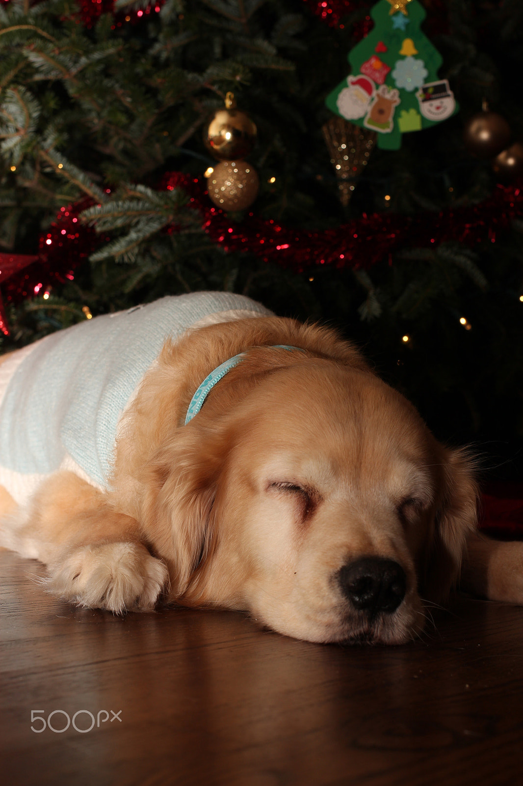 Canon EOS 650D (EOS Rebel T4i / EOS Kiss X6i) + Canon EF 40mm F2.8 STM sample photo. Cozy by the christmas tree photography
