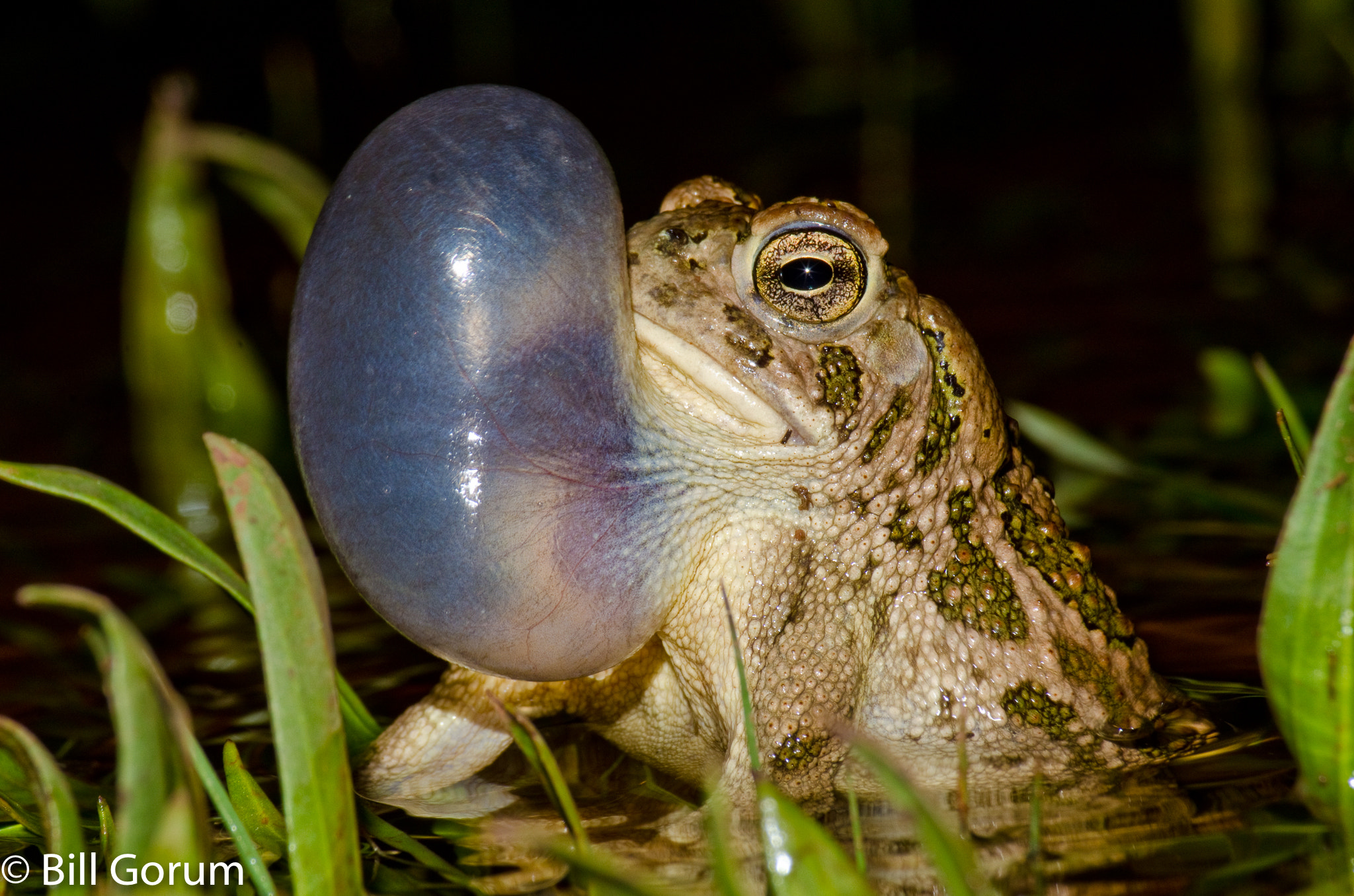 Nikon D7000 + Sigma 70-210mm F4-5.6 UC-II sample photo. Calling male great plains toad, anaxyrus cognatus. photography