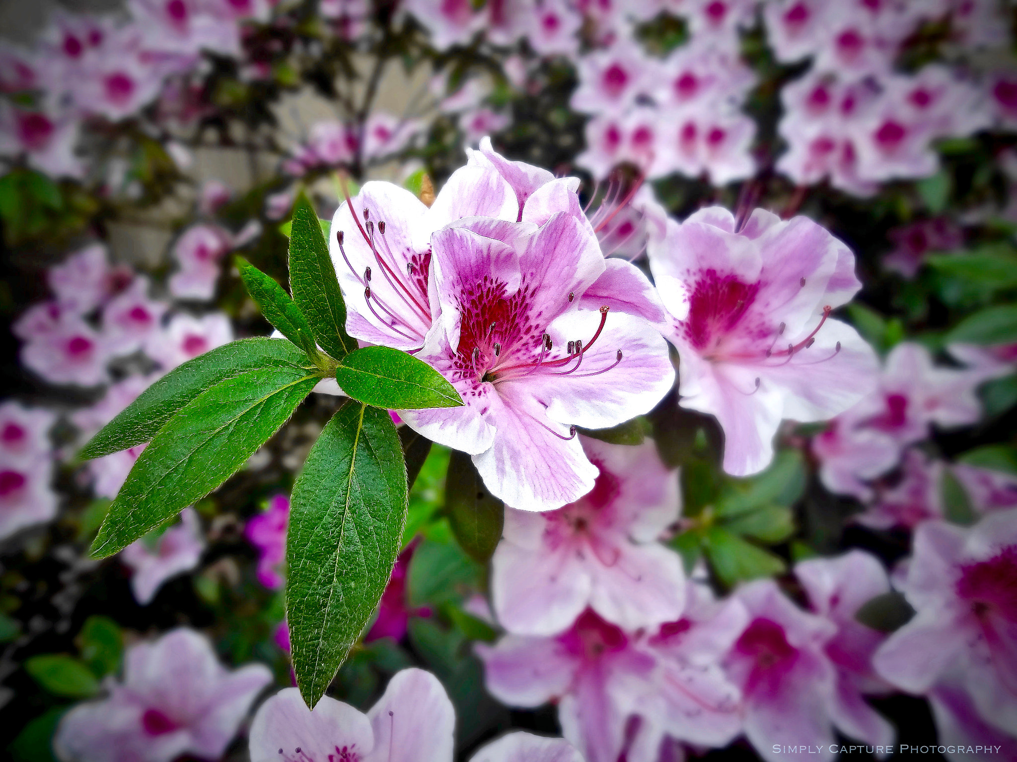 Sony DSC-WX10 sample photo. Pink blossom photography