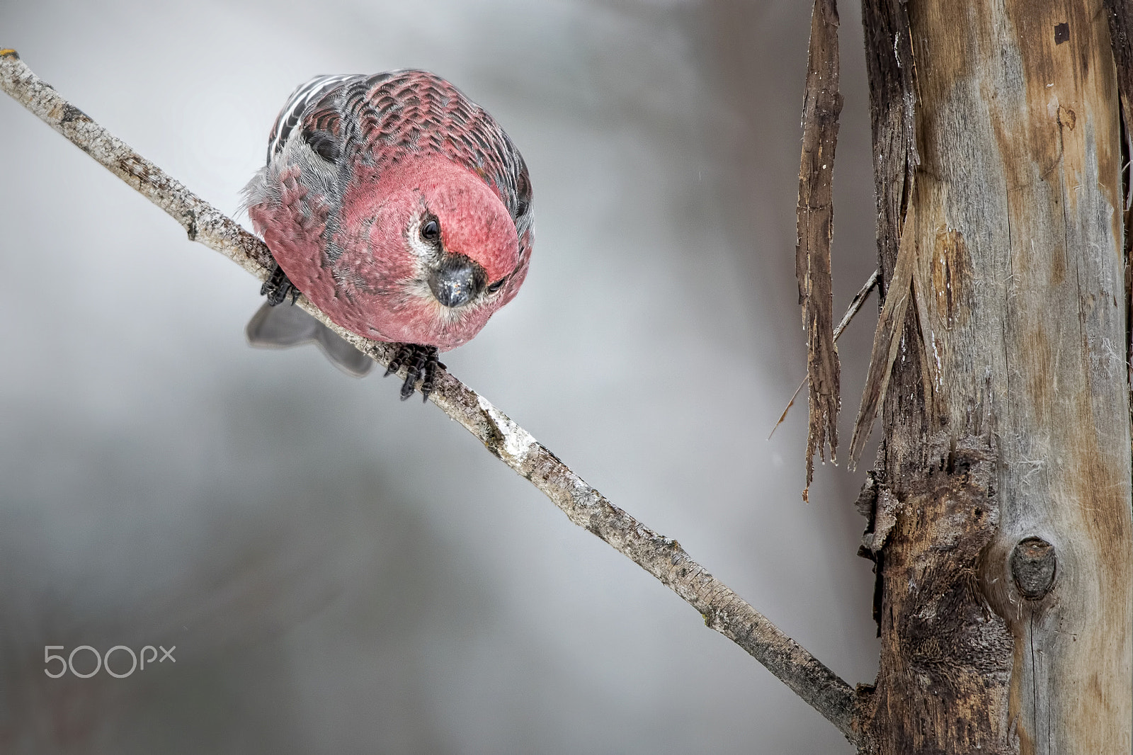 Canon EF 600mm f/4L IS sample photo. Eye on the prize photography