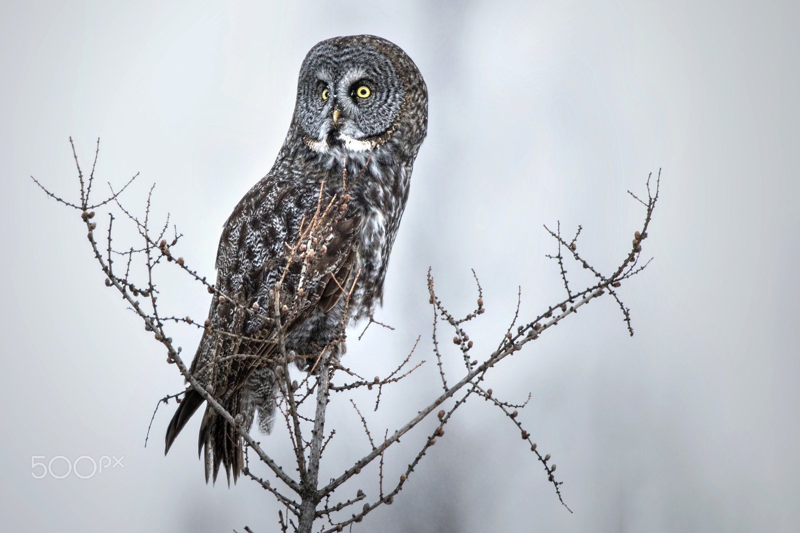 Canon EF 600mm f/4L IS sample photo. Gray day photography