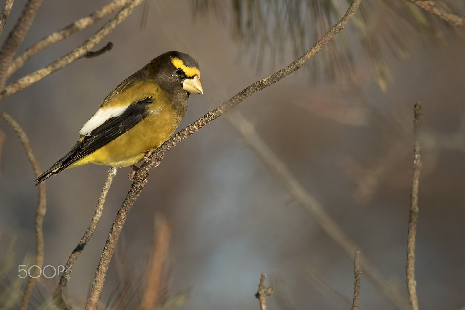 Canon EF 600mm f/4L IS sample photo. Morning evening photography
