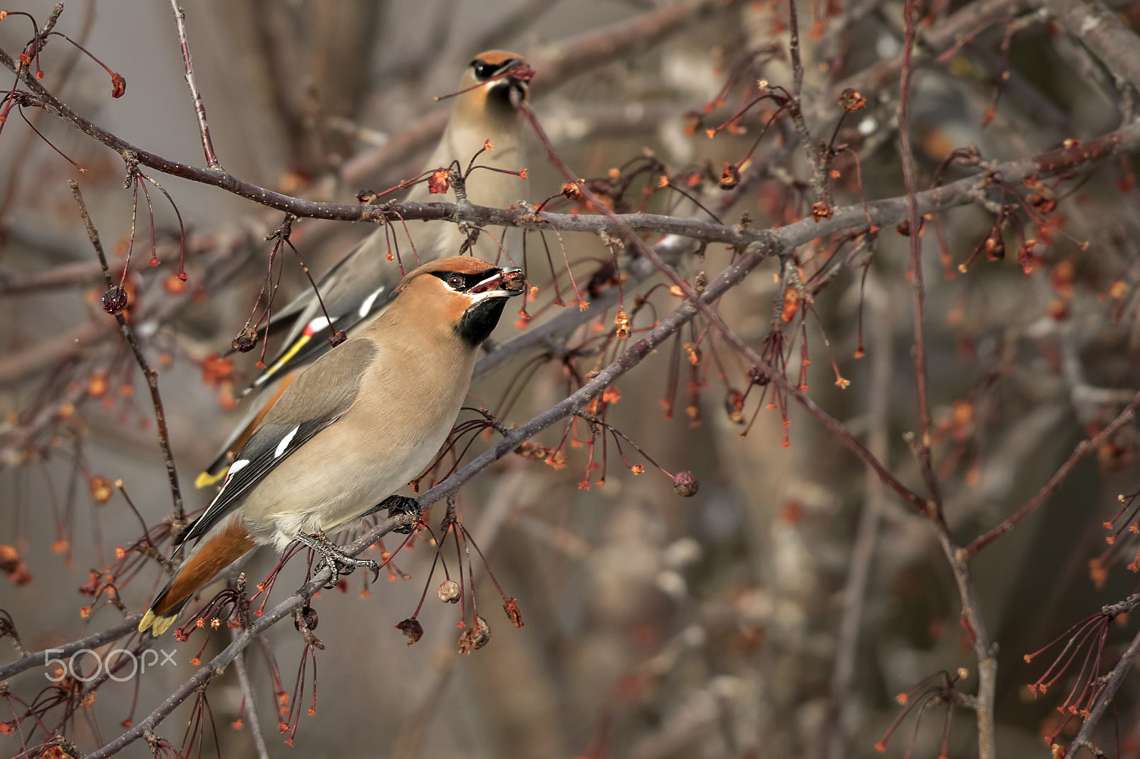 Canon EF 600mm f/4L IS sample photo. Yummy treats photography