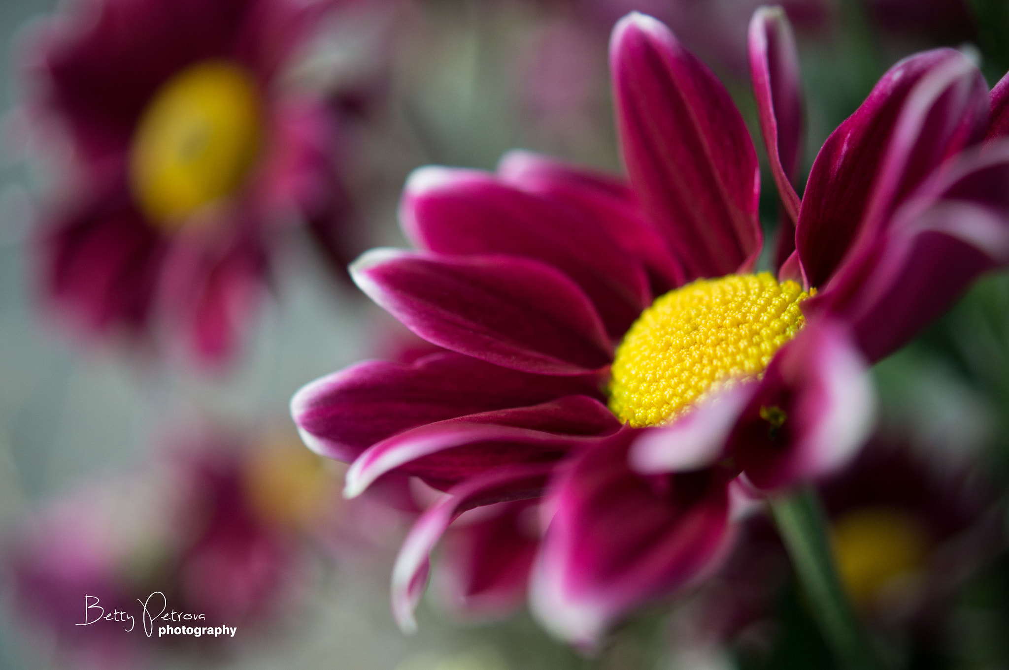 Sony SLT-A37 + Sony DT 30mm F2.8 Macro SAM sample photo. Purple daisy photography