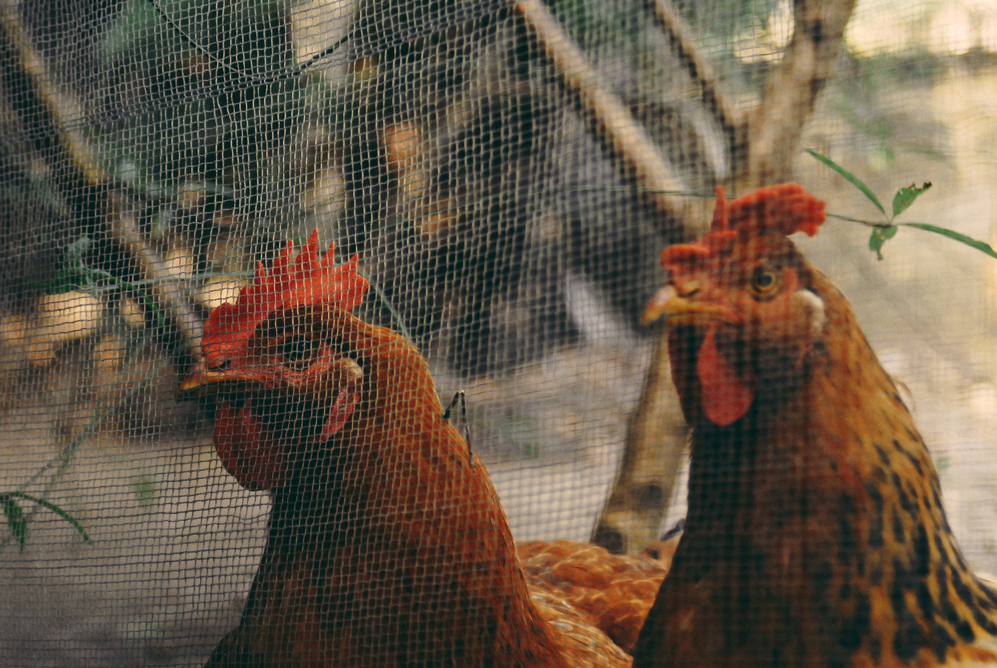 AF Zoom-Nikkor 35-70mm f/3.3-4.5 N sample photo. Rooster photography