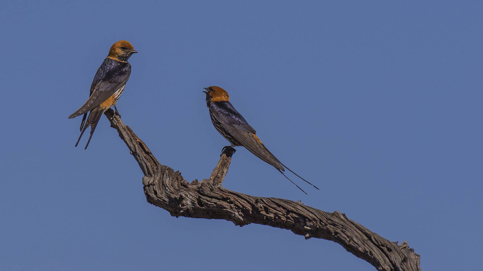 Sigma 120-300mm F2.8 EX DG HSM sample photo. Chatting photography