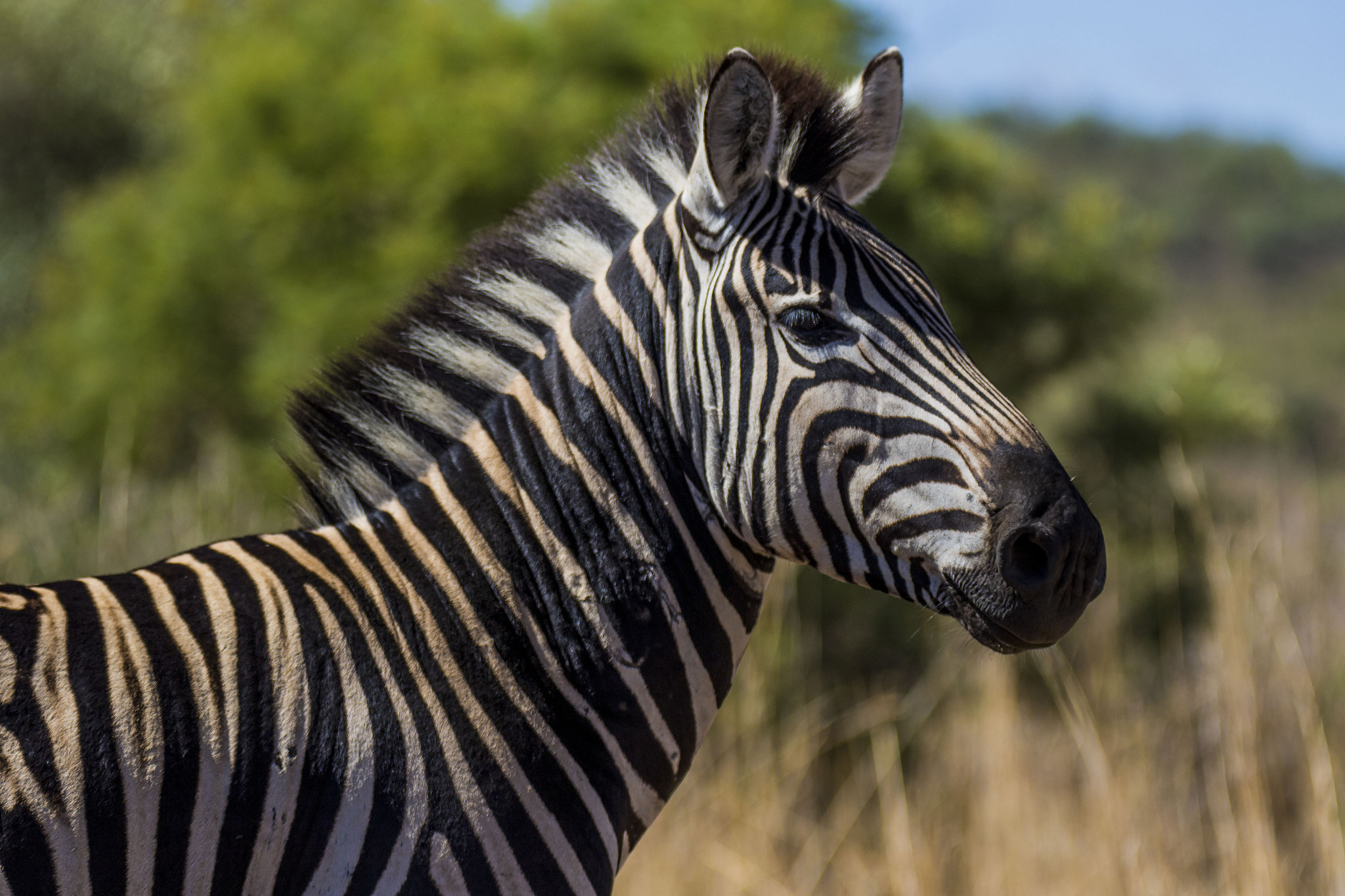 Canon EOS 7D Mark II + Sigma 120-300mm F2.8 EX DG HSM sample photo. African zebra photography