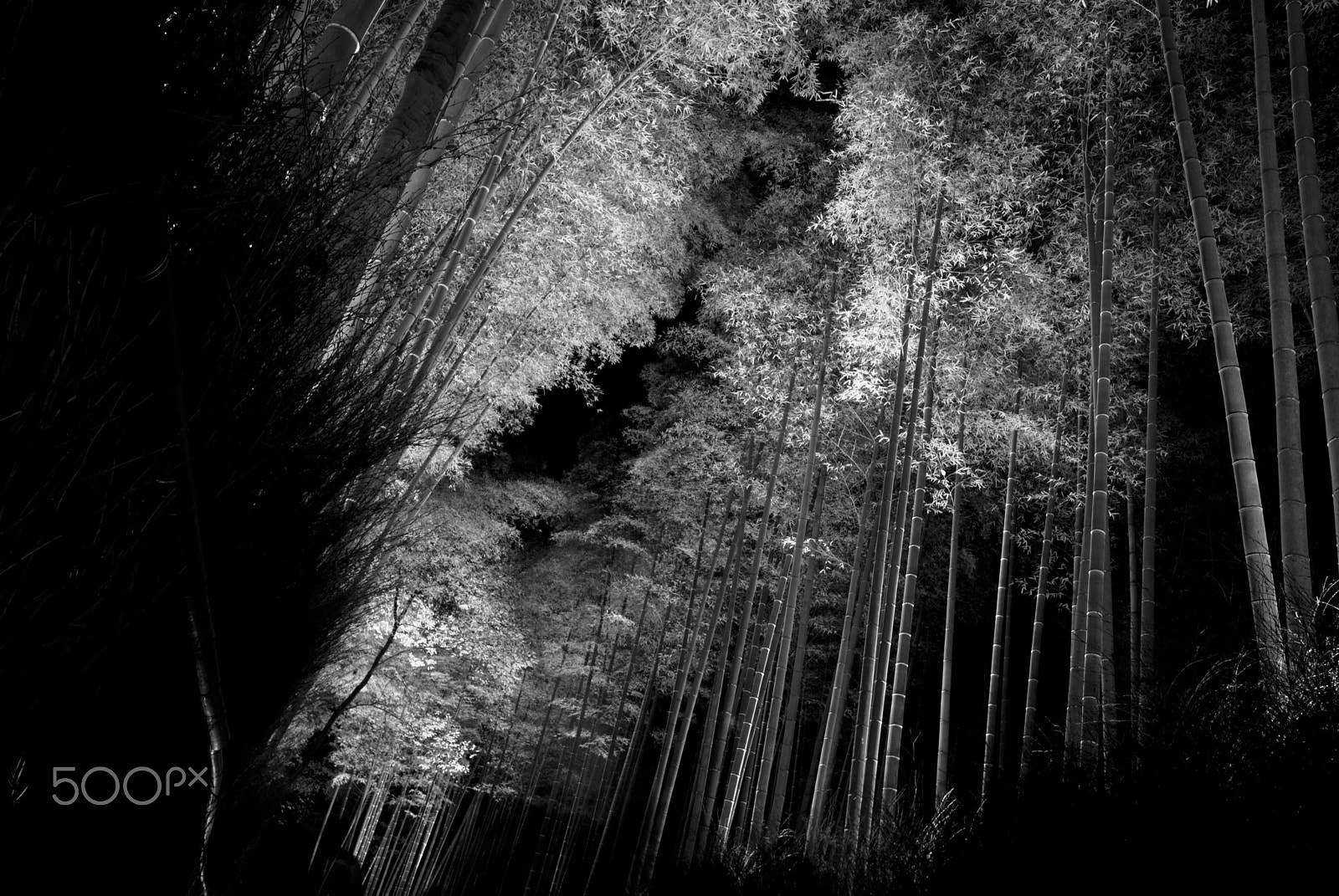 Nikon D40X sample photo. Bamboo #2 photography