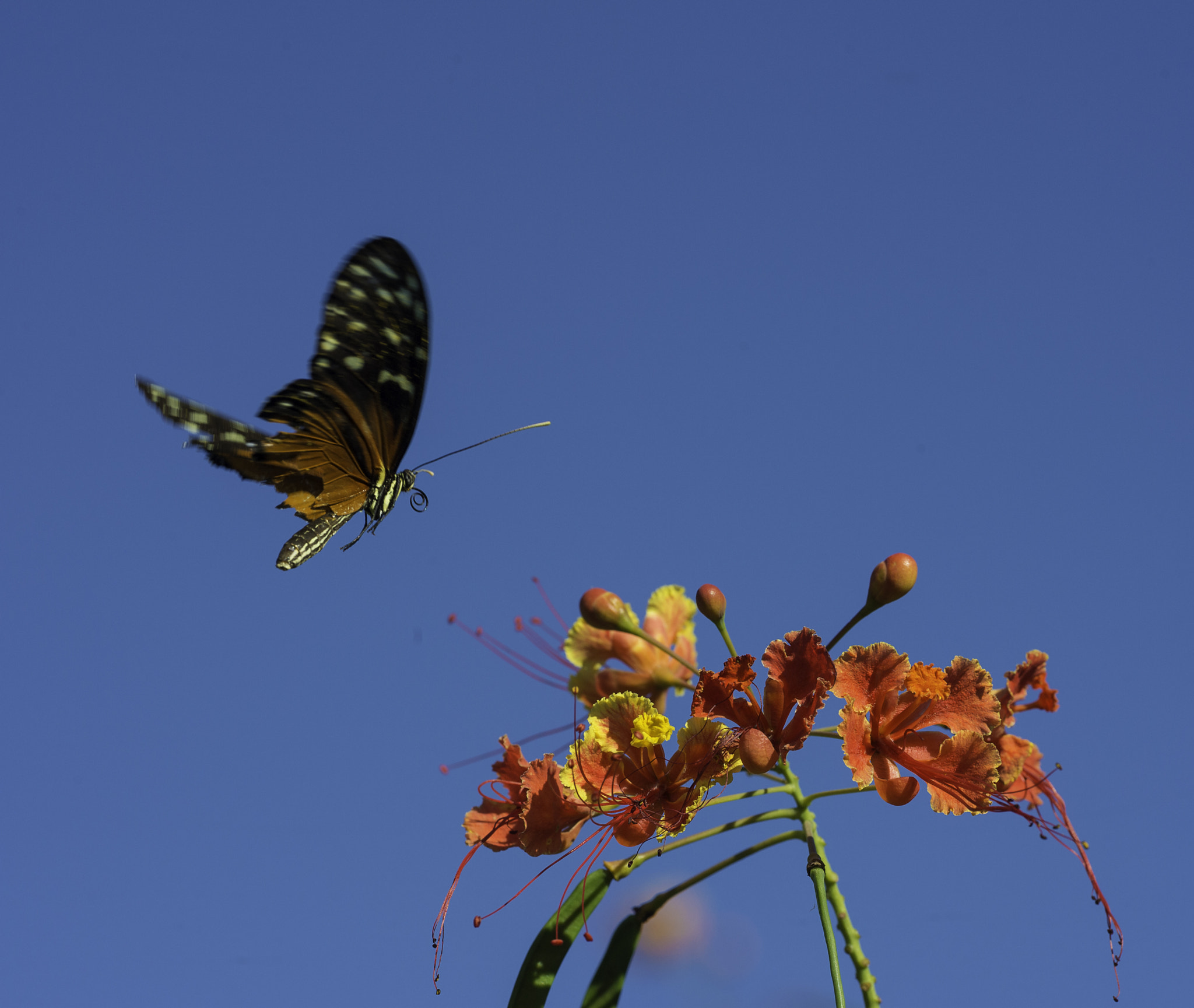 Nikon D4 sample photo. Yipppiiiie, breakfast photography