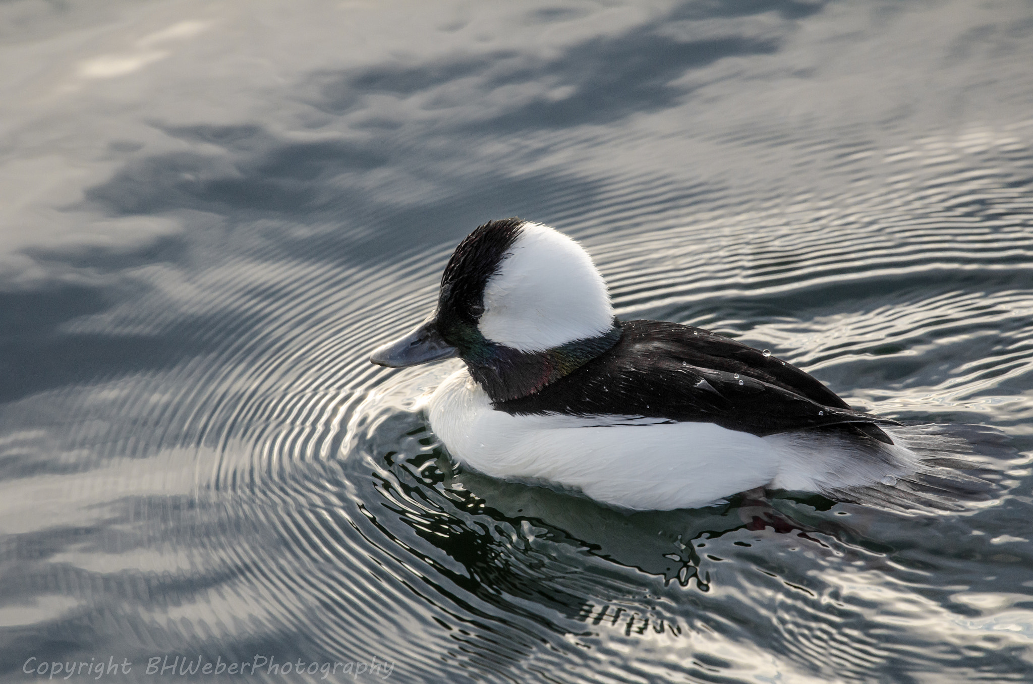 Nikon Nikkor AF-S 300mm F4E PF ED VR sample photo. Bufflehead duck photography