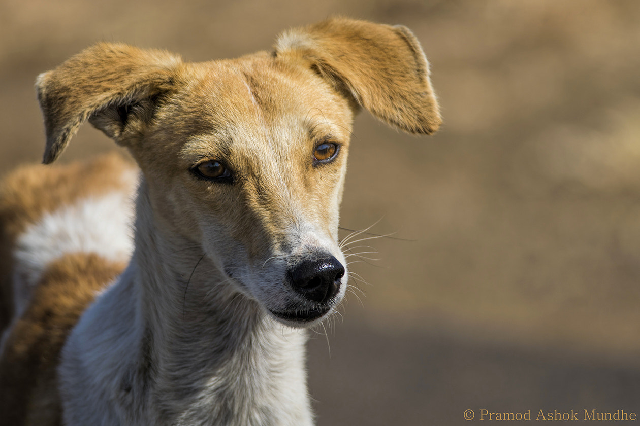 Nikon D5300 + Nikon AF-S Nikkor 300mm F4D ED-IF sample photo. Dog-best friend of humans photography