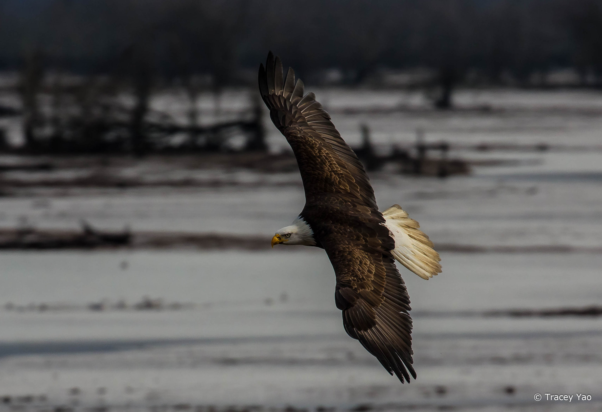 Canon EOS 60D + Canon EF 100-400mm F4.5-5.6L IS II USM sample photo. American eagle flying photography