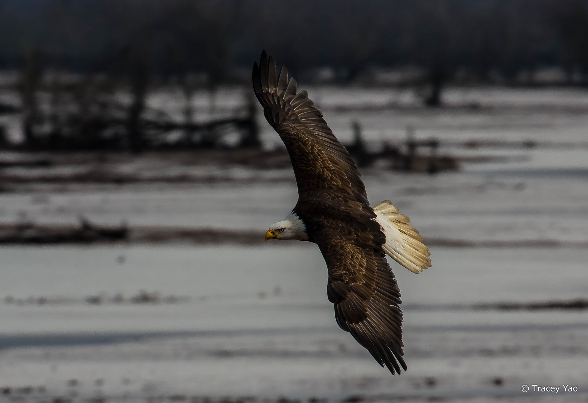 Canon EF 100-400mm F4.5-5.6L IS II USM sample photo. American eagle flying photography