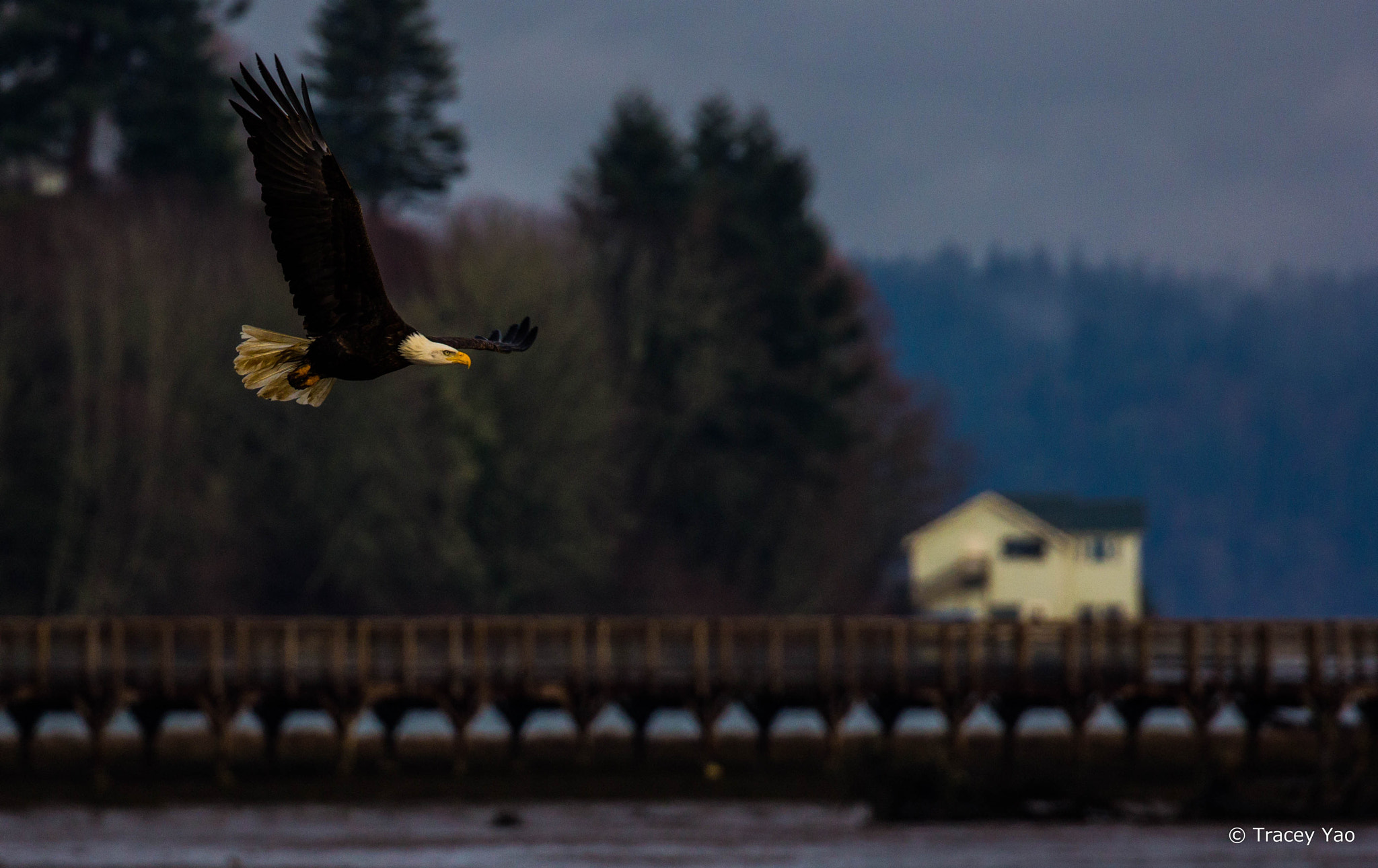 Canon EOS 60D + Canon EF 100-400mm F4.5-5.6L IS II USM sample photo. American eagle flying over nisqually estuary photography