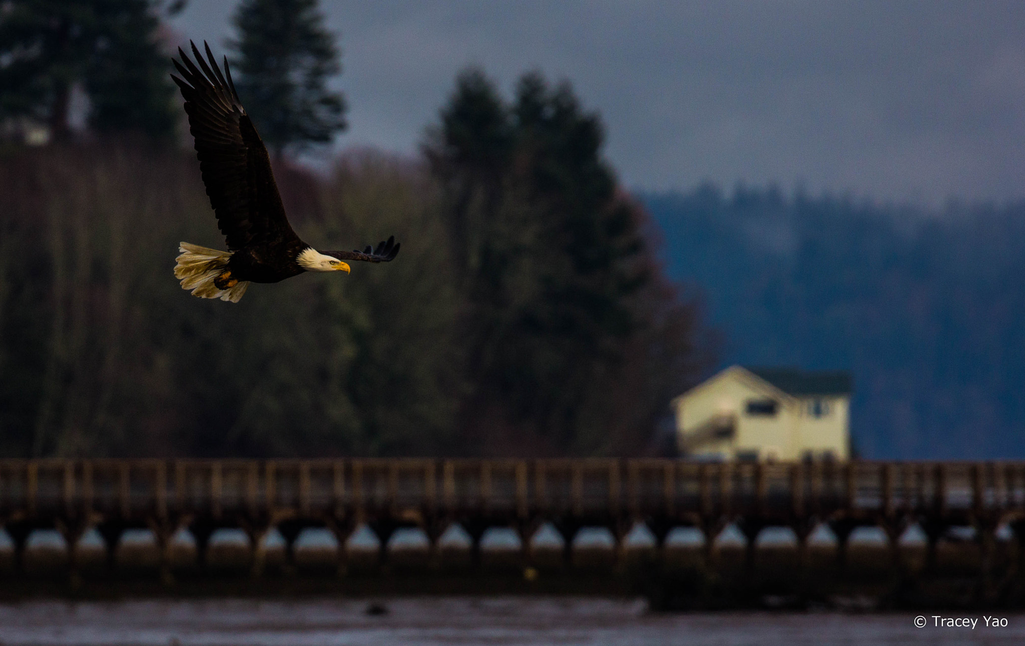 Canon EF 100-400mm F4.5-5.6L IS II USM sample photo. American eagle flying over nisqually estuary photography