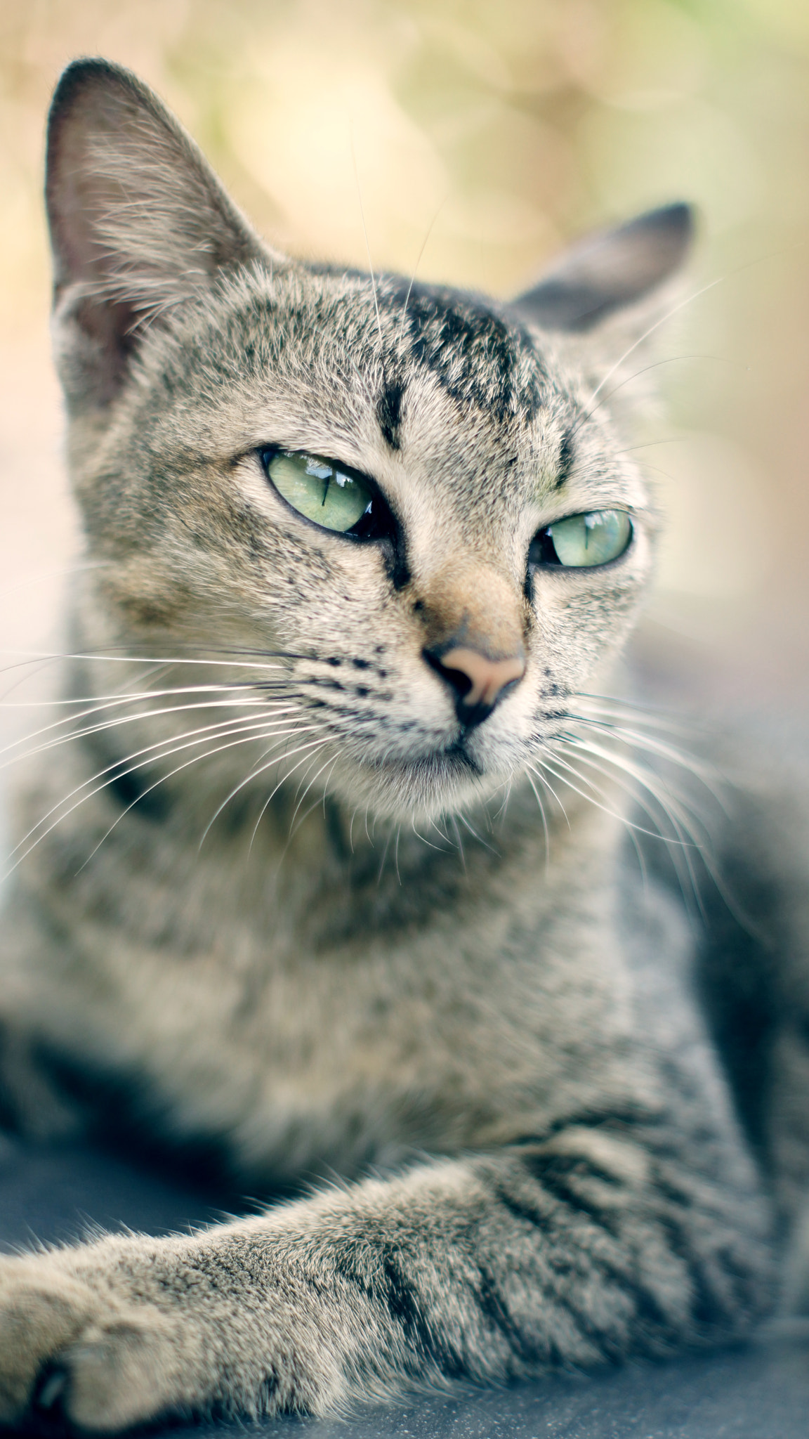 Sony SLT-A77 + Sony DT 50mm F1.8 SAM sample photo. Cat photography