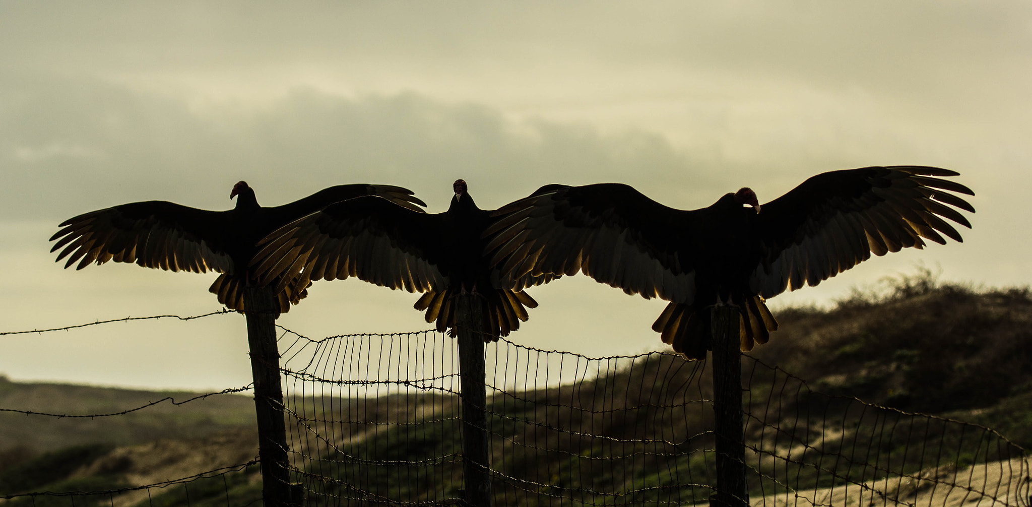 Canon EF 100-400mm F4.5-5.6L IS II USM sample photo. Turkey vulture sunbathing photography