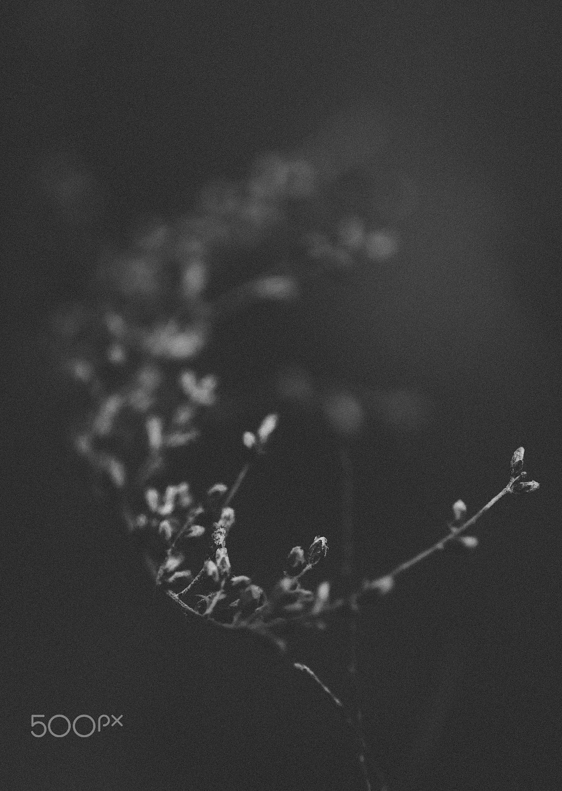 Canon EF 100mm F2.8 Macro USM sample photo. Misplaced photography