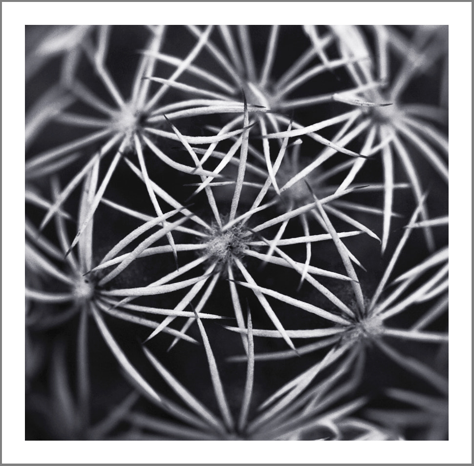 Nikon D2Hs sample photo. Thorns photography