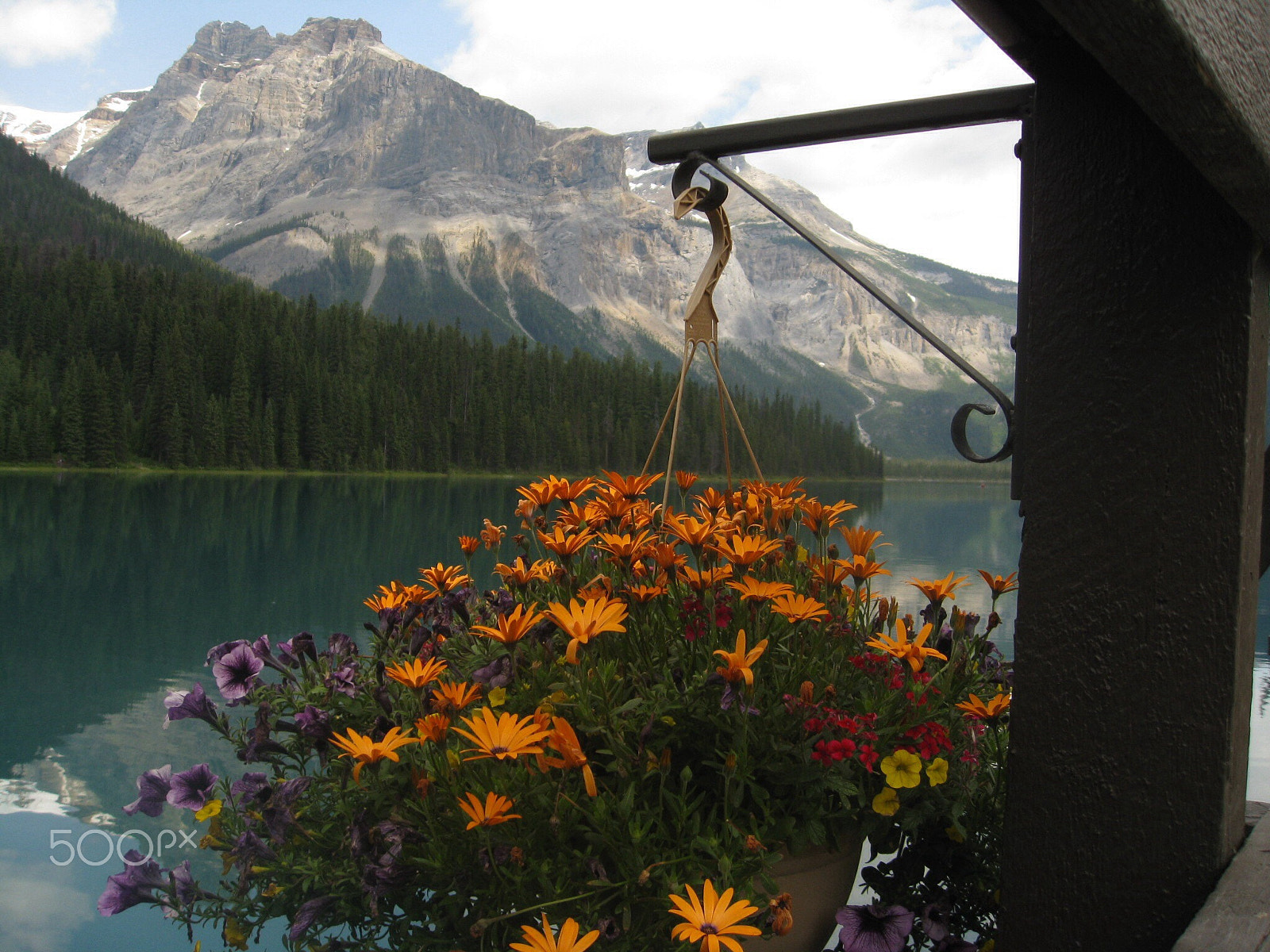 Canon POWERSHOT SD850 IS sample photo. Flower pot and canadian rockies photography