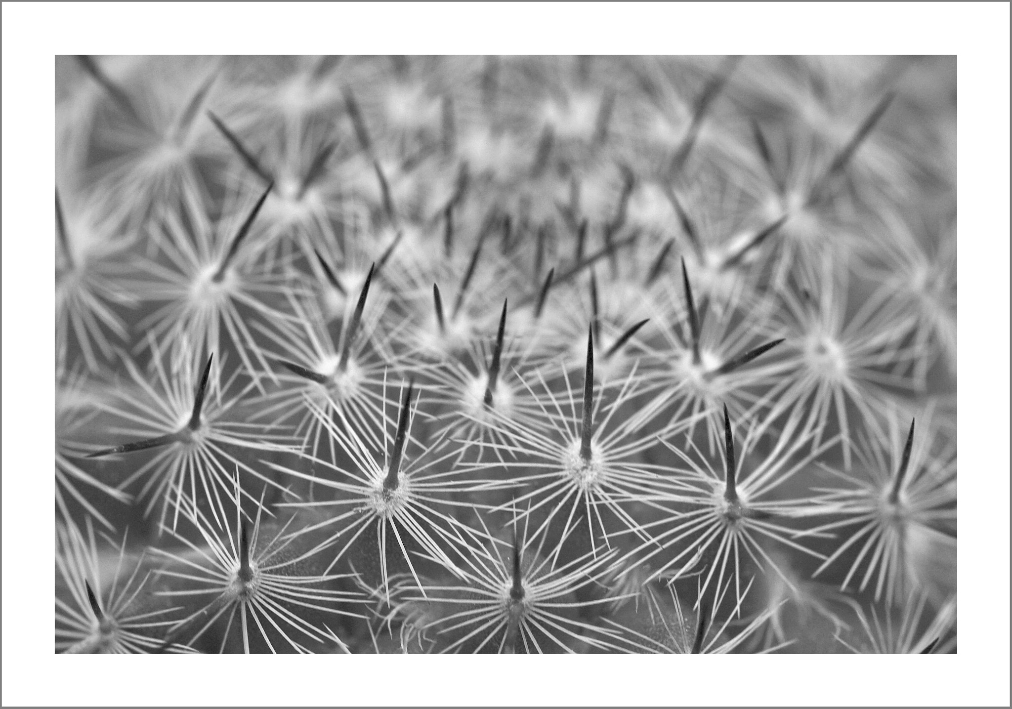 Nikon D2Hs sample photo