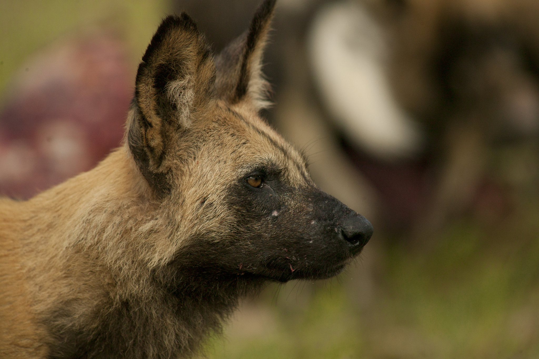 Canon EOS-1Ds + Canon EF 400mm f/2.8L sample photo. Painted dog photography