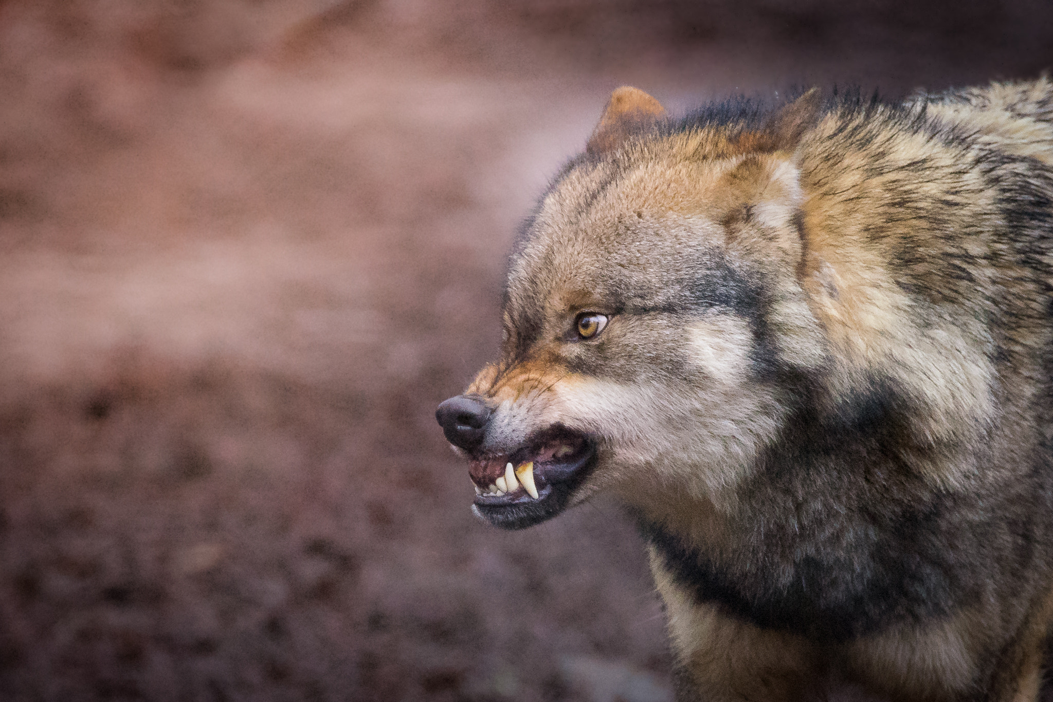 Sigma 150-600mm F5-6.3 DG OS HSM | C sample photo. -rage- photography