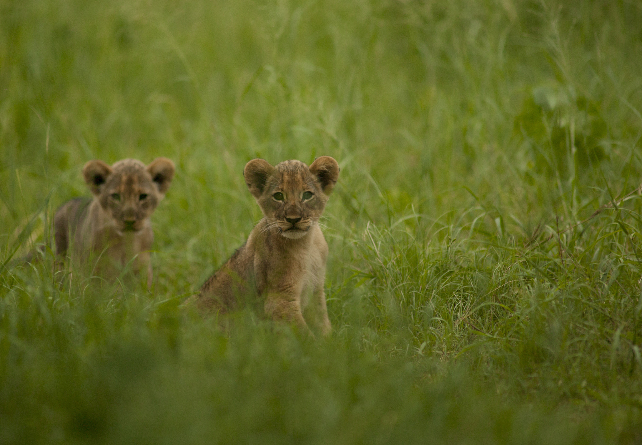 Canon EOS-1Ds + Canon EF 400mm f/2.8L sample photo. Jericho's new cubs photography