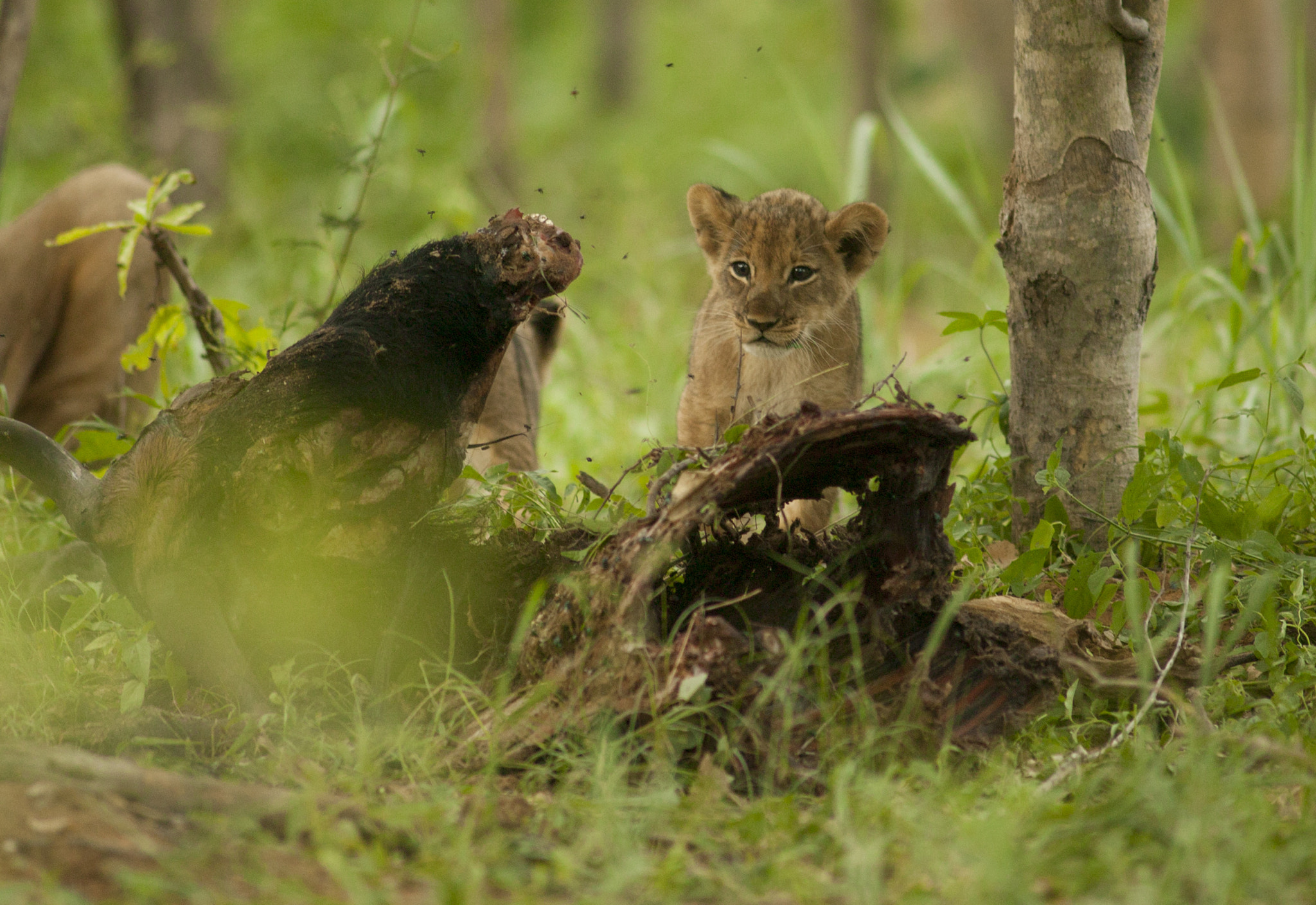 Canon EOS-1Ds + Canon EF 400mm f/2.8L sample photo. Jericho's new cub photography