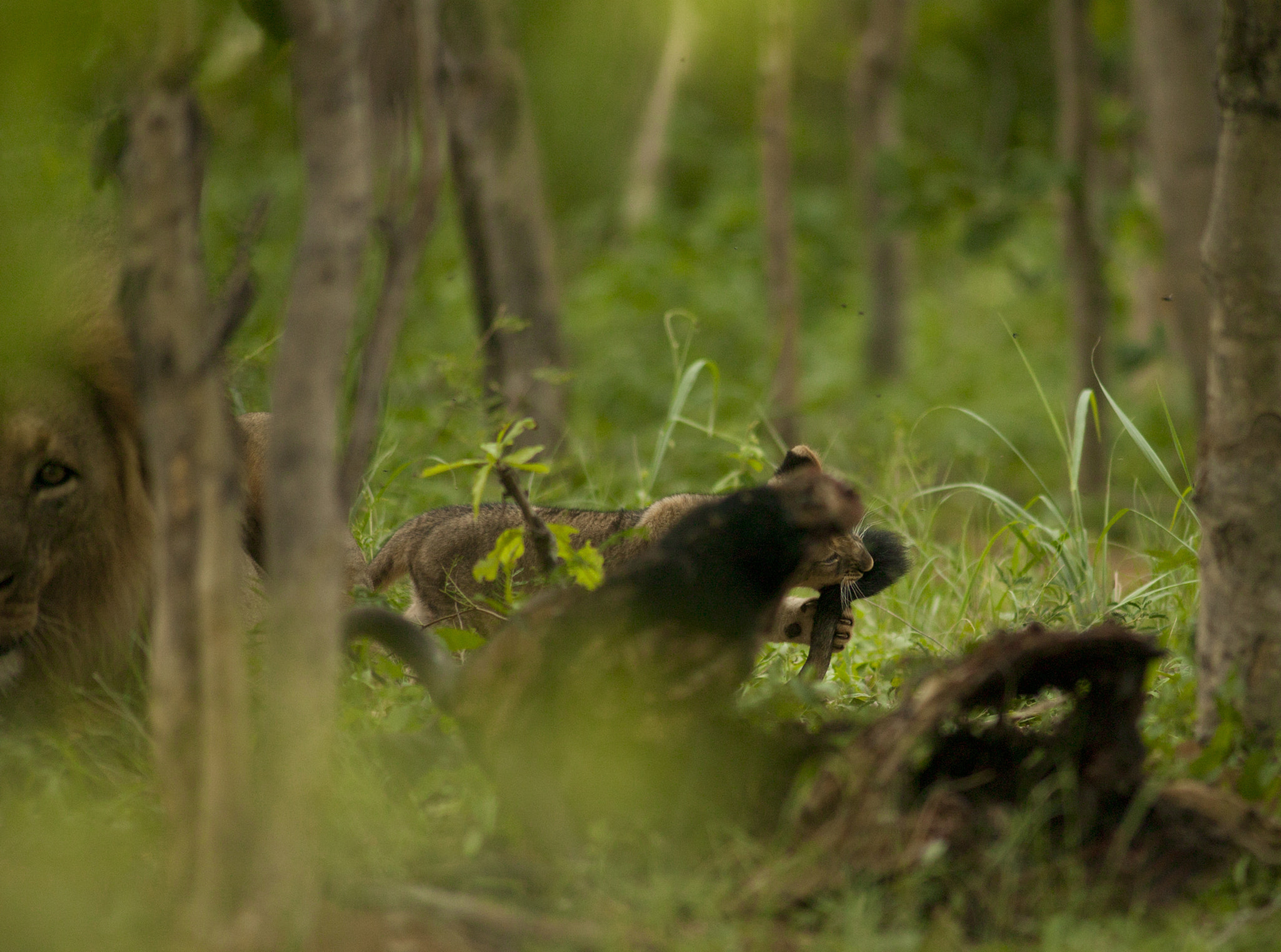 Canon EOS-1Ds + Canon EF 400mm f/2.8L sample photo. Jericho's new cub bites his tail photography