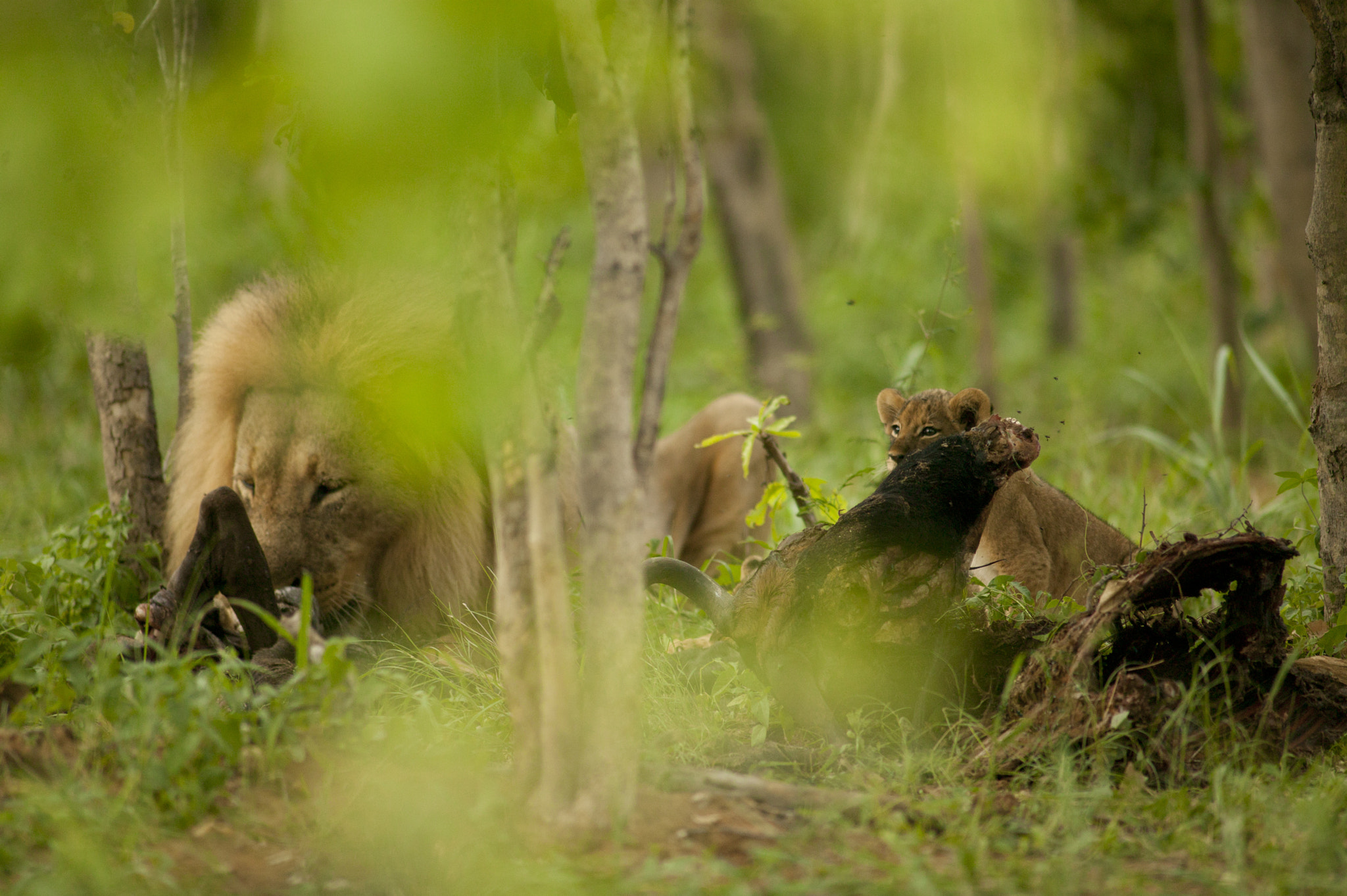 Canon EOS-1Ds + Canon EF 400mm f/2.8L sample photo. Jericho the father again photography