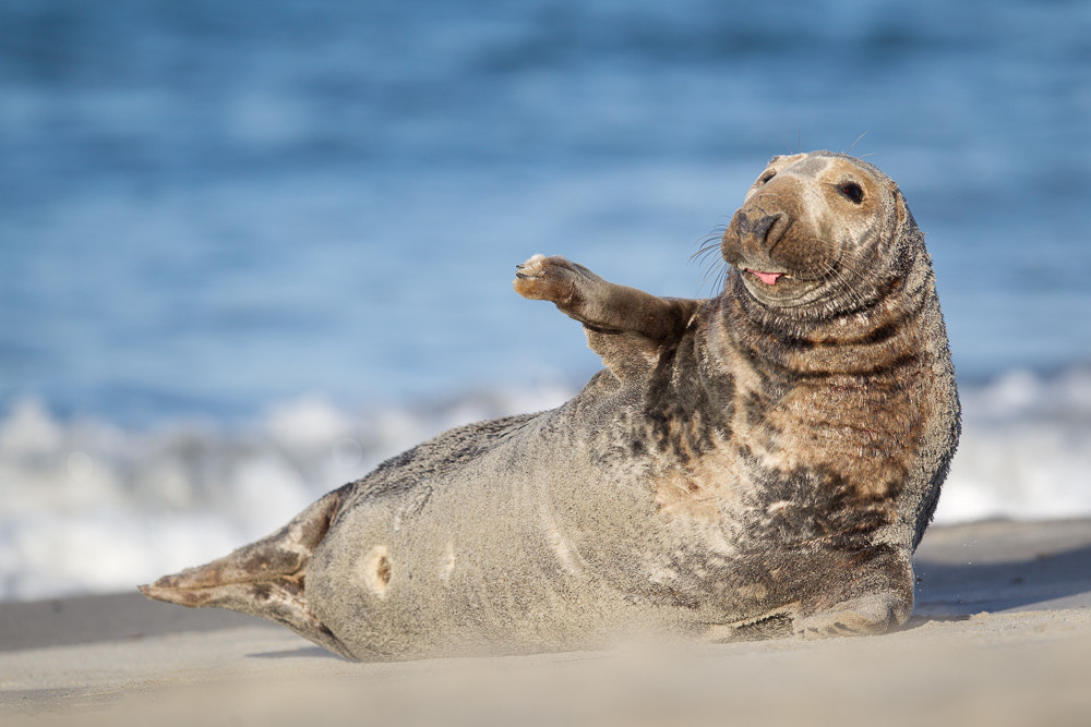 Canon EF 400mm F2.8L IS II USM sample photo. Grey seal (halichoerus grypus) photography
