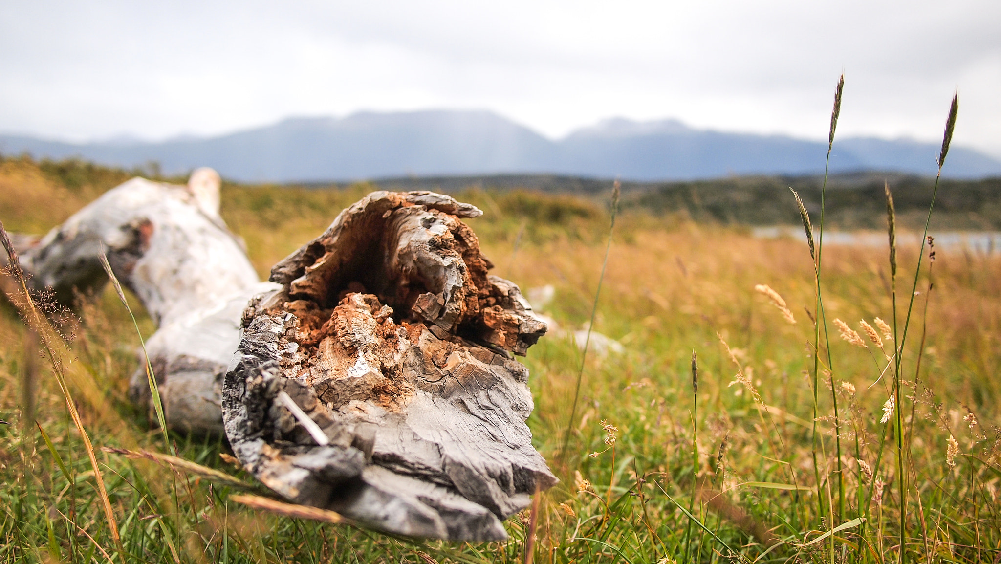 Olympus PEN E-PL1 + Panasonic Lumix G 20mm F1.7 ASPH sample photo. Patagonia trees photography