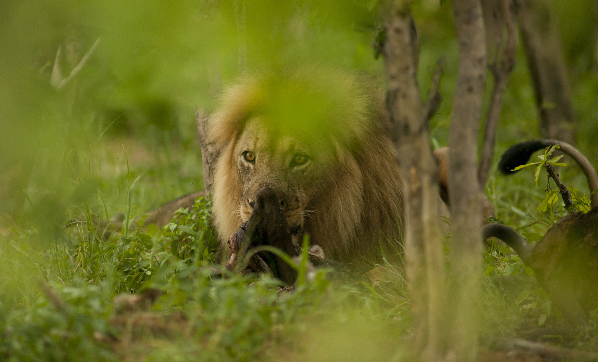 Canon EOS-1Ds + Canon EF 400mm f/2.8L sample photo. Jericho looking wild photography
