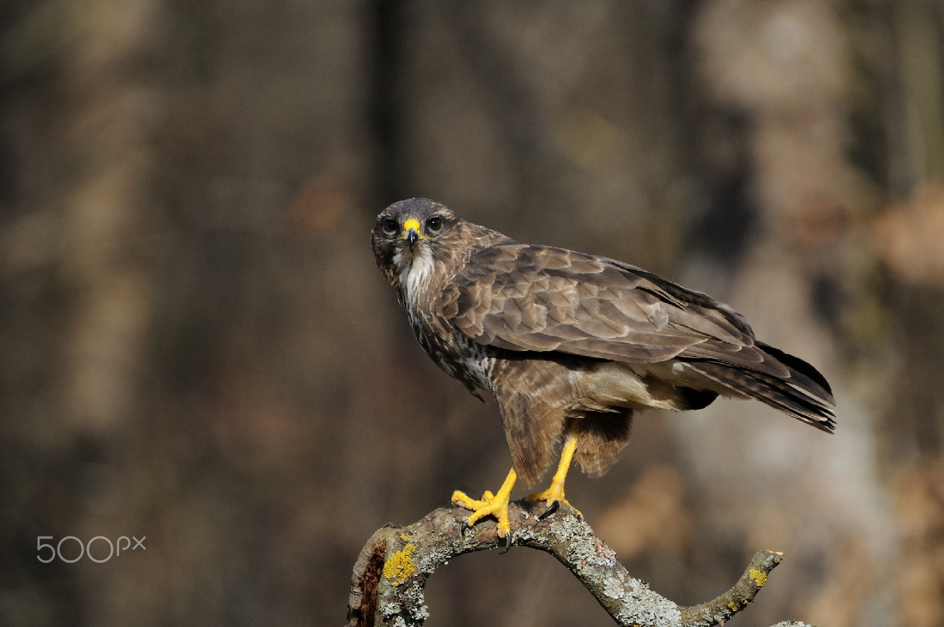 Nikon AF-S Nikkor 200-400mm F4G ED-IF VR sample photo. Mais qui fait du bruit ? photography