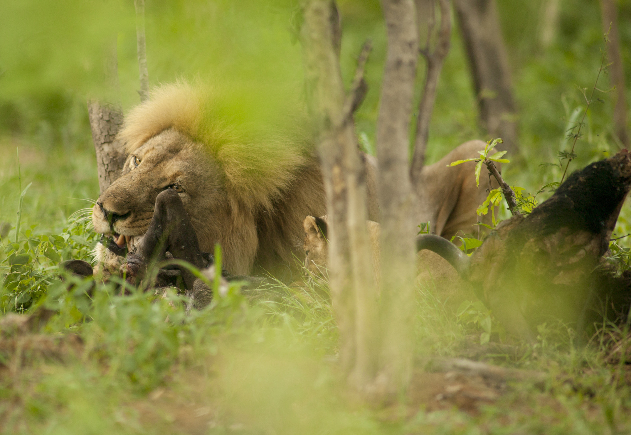 Canon EOS-1Ds + Canon EF 400mm f/2.8L sample photo. Jericho and new cub photography