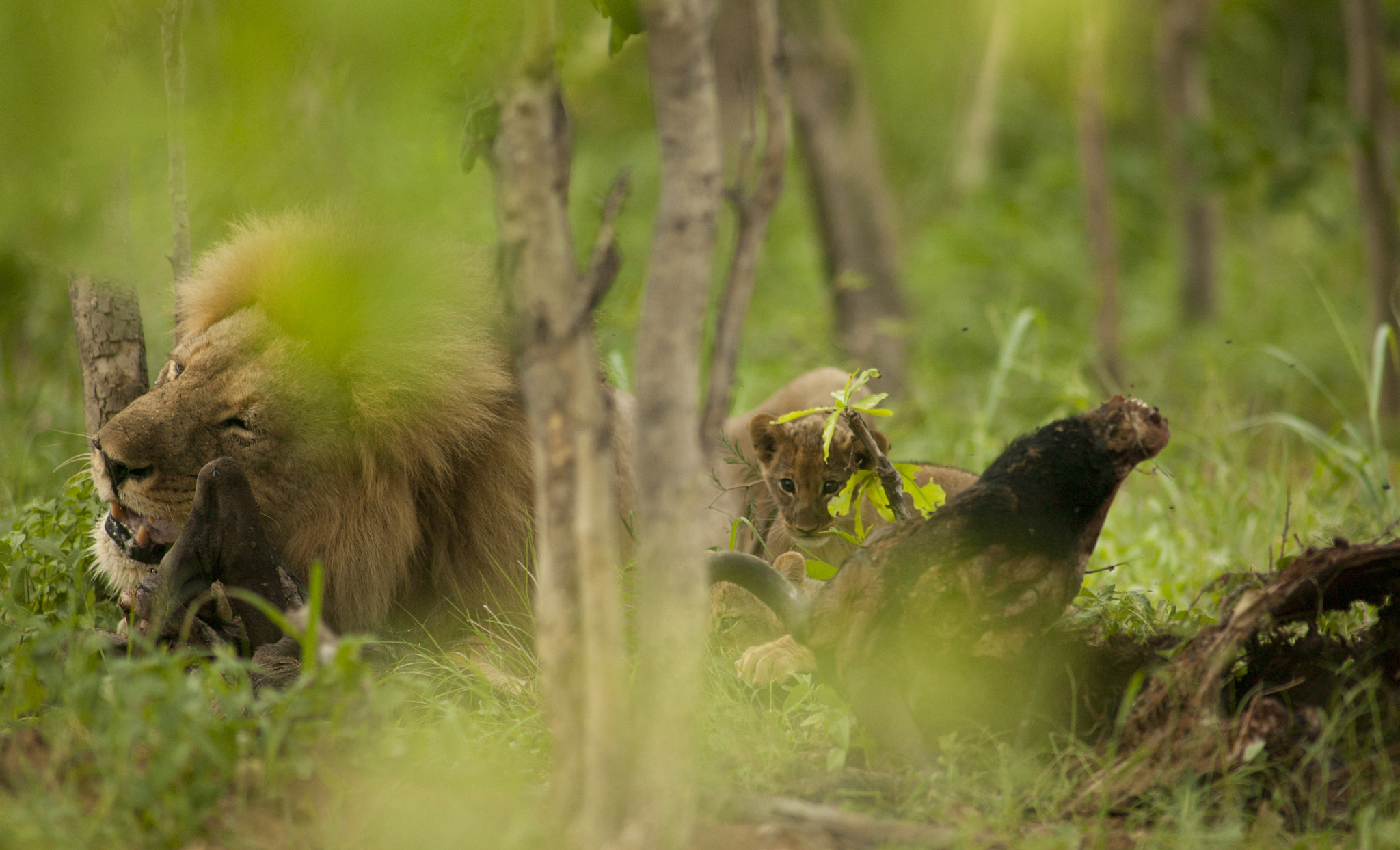 Canon EOS-1Ds + Canon EF 400mm f/2.8L sample photo. Don't desturb dad while he is eating photography