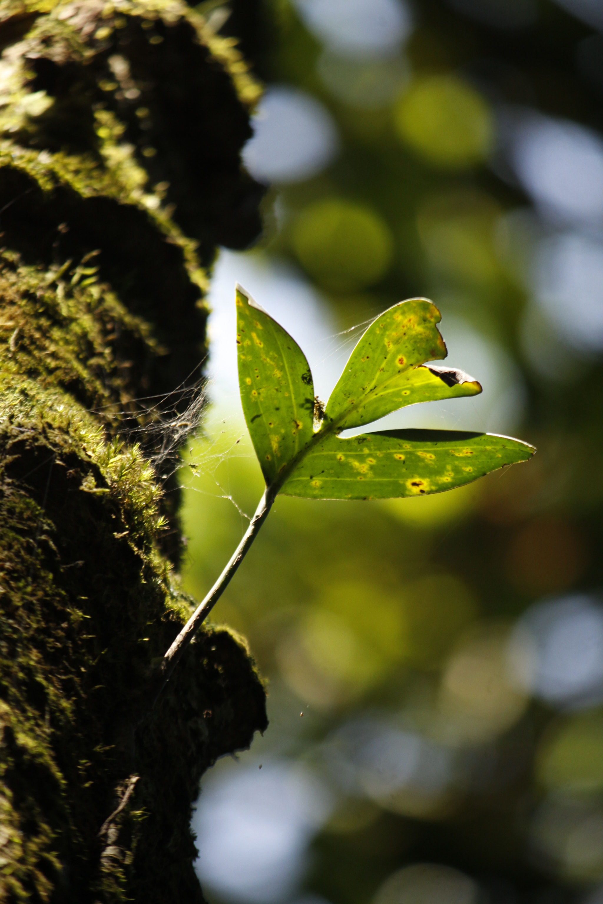 Canon EF-S 55-250mm F4-5.6 IS II sample photo. Green sunshine. photography